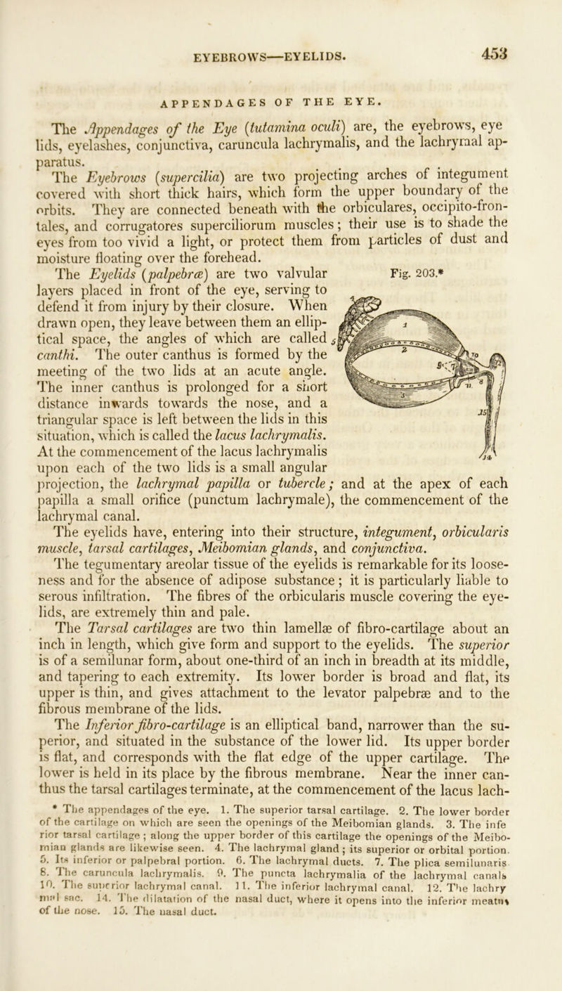 EYEBROWS—EYELIDS. APPENDAGES OF THE EYE. The Appendages of the Eye (tutamina oculi) are, the eyebrows, eye lids, eyelashes, conjunctiva, caruncula lachrymalis, and the lachrymal ap- paratus. The Eyebrows [supercilia) are two projecting arches of integument covered with short thick hairs, which form the upper boundary of the orbits. They are connected beneath with the orbiculares, occipito-fron- tales, and corrugatores superciliorum muscles; their use is to shade the eyes from too vivid a light, or protect them from particles of dust and moisture floating over the forehead. The Eyelids (palpebrce) are two valvular Fig. 203 * layers placed in front of the eye, serving to defend it from injury by their closure. When drawn open, they leave between them an ellip- tical space, the angles of which are called 6 canthi. The outer canthus is formed by the meeting of the two lids at an acute angle. The inner canthus is prolonged for a snort distance inwards towards the nose, and a triangular space is left between the lids in this situation, which is called the lacus lachrymalis. At the commencement of the lacus lachrymalis upon each of the two lids is a small angular projection, the lachrymal papilla or tubercle; and at the apex of each papilla a small orifice (punctum lachrymale), the commencement of the lachrymal canal. The eyelids have, entering into their structure, integument, orbicularis muscle, tarsal cartilages, Meibomian glands, and conjunctiva. The tegumentary areolar tissue of the eyelids is remarkable for its loose- ness and for the absence of adipose substance; it is particularly liable to serous infiltration. The fibres of the orbicularis muscle covering the eye- lids, are extremely thin and pale. The Tarsal cartilages are two thin lamellae of fibro-cartilage about an inch in length, which give form and support to the eyelids. The superior is of a semilunar form, about one-third of an inch in breadth at its middle, and tapering to each extremity. Its lower border is broad and flat, its upper is thin, and gives attachment to the levator palpebrae and to the fibrous membrane of the lids. The Inferior fibro-cartilage is an elliptical band, narrower than the su- perior, and situated in the substance of the lower lid. Its upper border is flat, and corresponds with the flat edge of the upper cartilage. The lower is held in its place by the fibrous membrane. Near the inner can- thus the tarsal cartilages terminate, at the commencement of the lacus lach- * The appendages of the eye. 1. The superior tarsal cartilage. 2. The lower border of the cartilage on which are seen the openings of the Meibomian glands. 3. The infe rior tarsal cartilage ; along the upper border of this cartilage the openings of the Meibo- mian glands are likewise seen. 4. The lachrymal gland ; its superior or orbital portion. 5. Its inferior or palpebral portion. 6. The lachrymal ducts. 7. The plica semilunaris 8. 1 he caruncula lachrymalis. 9. The puncta lachrymalia of the lachrymal canals 10. The superior lachrymal canal. 11. The inferior lachrymal canal. 12. The lachry- mal sac. 14. The dilatation of the nasal duct, where it opens into the inferior meatm of the nose. 13. The nasal duct.