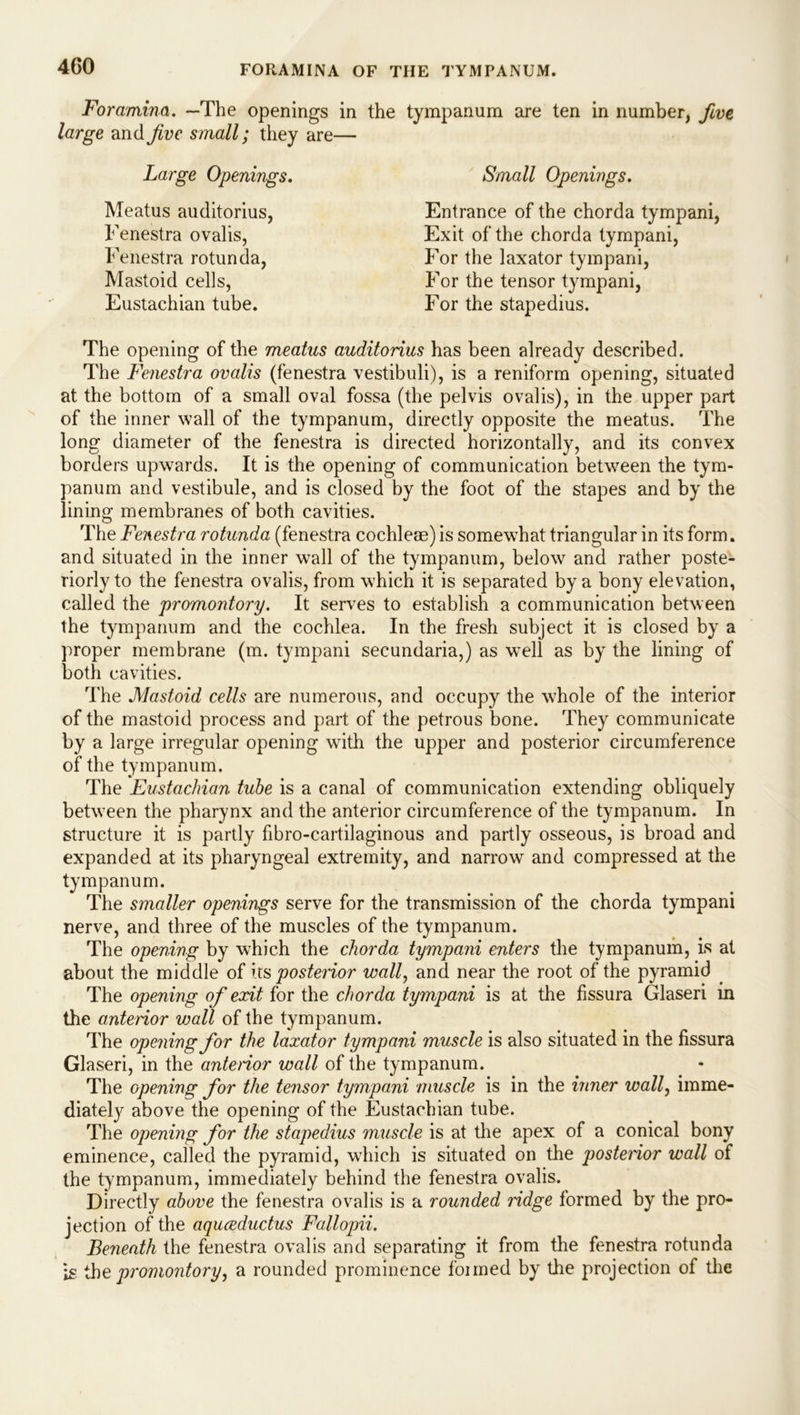 Foramina. —The openings in the tympanum are ten in number, five large and Jive small; they are— Large Openings. Small Openings. Meatus auditorius, Fenestra ovalis, Fenestra rotunda, Mastoid cells, Eustachian tube. Entrance of the chorda tympani, Exit of the chorda tympani, For the laxator tympani, For the tensor tympani, For the stapedius. The opening of the meatus auditorius has been already described. The Fenestra ovalis (fenestra vestibuli), is a reniform opening, situated at the bottom of a small oval fossa (the pelvis ovalis), in the upper part of the inner wall of the tympanum, directly opposite the meatus. The long diameter of the fenestra is directed horizontally, and its convex borders upwards. It is the opening of communication between the tym- panum and vestibule, and is closed by the foot of the stapes and by the lining membranes of both cavities. The Fenestra rotunda (fenestra cochleae) is somewhat triangular in its form, and situated in the inner wall of the tympanum, below and rather poste- riorly to the fenestra ovalis, from which it is separated by a bony elevation, called the promontory. It serves to establish a communication between the tympanum and the cochlea. In the fresh subject it is closed by a proper membrane (m. tympani secundaria,) as well as by the lining of both cavities. The Mastoid cells are numerous, and occupy the whole of the interior of the mastoid process and part of the petrous bone. They communicate by a large irregular opening with the upper and posterior circumference of the tympanum. The Eustachian tube is a canal of communication extending obliquely between the pharynx and the anterior circumference of the tympanum. In structure it is partly fibro-cartilaginous and partly osseous, is broad and expanded at its pharyngeal extremity, and narrow and compressed at the tympanum. The smaller openings serve for the transmission of the chorda tympani nerve, and three of the muscles of the tympanum. The opening by which the chorda tympani enters the tympanum, is at about the middle of its posterior wall, and near the root of the pyramid . The opening of exit for the chorda tympani is at the fissura Glaseri in the anterior wall of the tympanum. The opening for the laxator tympani muscle is also situated in the fissura Glaseri, in the anterior wall of the tympanum. The opening for the tensor tympani muscle is in the inner wall, imme- diately above the opening of the Eustachian tube. The opening for the stapedius muscle is at the apex of a conical bony eminence, called the pyramid, which is situated on the posterior wall of the tympanum, immediately behind the fenestra ovalis. Directly above the fenestra ovalis is a rounded ridge formed by the pro- jection of the aquceductus Fallopii. Beneath the fenestra ovalis and separating it from the fenestra rotunda is the promontory, a rounded prominence foimed by the projection of the