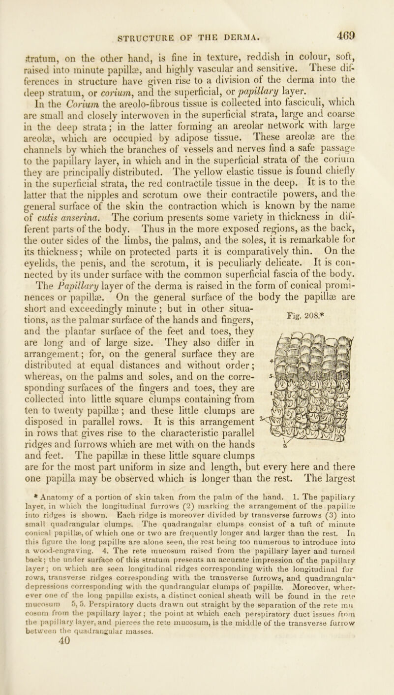 stratum, on the other hand, is fine in texture, reddish in colour, soft, raised into minute papillae, and highly vascular and sensitive, these dif- ferences in structure have given rise to a division of the derma into the deep stratum, or coriurn, and the superficial, or papillary layer. In the Corium the areolo-fibrous tissue is collected into fasciculi, which are small and closely interwoven in the superficial strata, large and coarse in the deep strata; in the latter forming an areolar network with large areolae, which are occupied by adipose tissue. These areolae are the channels by which the branches of vessels and nerves find a safe passage to the papillary layer, in which and in the superficial strata of the corium they are principally distributed. The yellow elastic tissue is found chiefly in the superficial strata, the red contractile tissue in the deep. It is to the latter that the nipples and scrotum owe their contractile powers, and the general surface of the skin the contraction which is known by the name of cutis anserina. The corium presents some variety in thickness in dif- ferent parts of the body. Thus in the more exposed regions, as the back, the outer sides of the limbs, the palms, and the soles, it is remarkable for its thickness; while on protected parts it is comparatively thin. On the eyelids, the penis, and the scrotum, it is peculiarly delicate. It is con- nected by its under surface with the common superficial fascia of the body. The Papillary layer of the derma is raised in the form of conical promi- nences or papilke. On the general surface of the body the papillae are short and exceedingly minute ; but in other situa- tions, as the palmar surface of the hands and fingers, and the plantar surface of the feet and toes, they are long and of large size. They also differ in arrangement; for, on the general surface they are distributed at equal distances and without order; whereas, on the palms and soles, and on the corre- sponding surfaces of the fingers and toes, they are collected into little square clumps containing from ten to twenty papillae; and these little clumps are disposed in parallel rows. It is this arrangement 3 in rows that gives rise to the characteristic parallel ridges and furrows which are met with on the hands and feet. The papillae in these little square clumps are for the most part uniform in size and length, but every here and there one papilla may be observed which is longer than the rest. The largest Fig. 208* ♦Anatomy of a portion of skin taken from the palm of the hand. 1. The papillary layer, in which the longitudinal furrows (2) marking the arrangement of the papillae into ridges is shown. Each ridge is moreover divided by transverse furrows (3) into small quadrangular clumps. The quadrangular clumps consist of a tuft of minute conical papilla?, of which one or two are frequently longer and larger than the rest. In this figure the long papillae are alone seen, the rest being too numerous to introduce into a wood-engraving. 4. The rete mucosum raised from the papillary layer and turned back; the under surface of this stratum presents an accurate impression of the papillary layer; on which are seen longitudinal ridges corresponding with the longitudinal fur rows, transverse ridges corresponding with the transverse furrows, and quadrangula’ depressions corresponding with the quadrangular clumps of papillae. Moreover, wher- ever one of the long papillae exists, a distinct conical sheath will be found in the reie mucosum 5, 5. Perspiratory ducts drawn out straight by the separation of the rete mu cosum from the papillary layer; the point at which each perspiratory duct issues from the papillary layer, and pierces the rete mucosum, is the middle of the transverse furrow between the quadrangular masses. 40