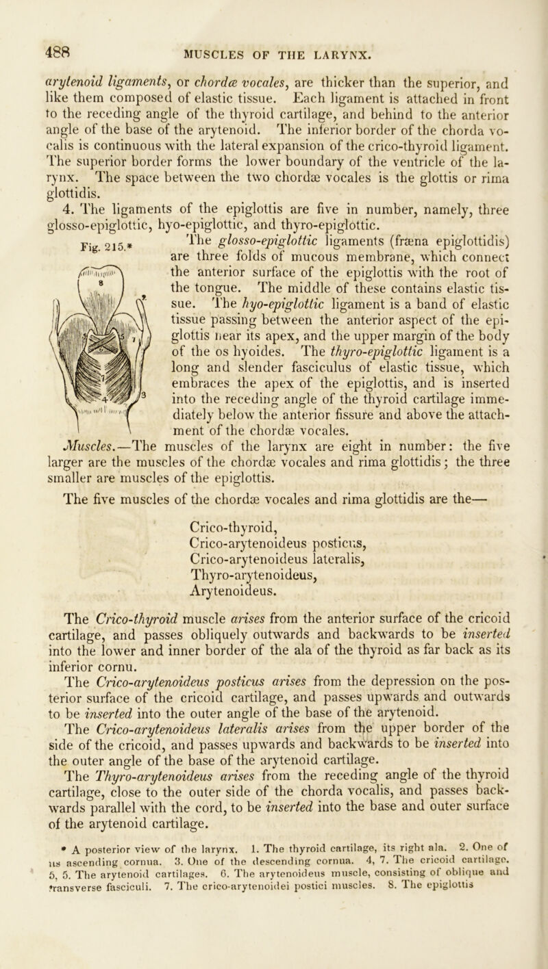 arytenoid ligaments, or chordae vocales, are thicker than the superior, and like them composed of elastic tissue. Each ligament is attached in front to the receding angle of the thyroid cartilage, and behind to the anterior angle of the base of the arytenoid. The interior border of the chorda vo- calis is continuous with the lateral expansion of the crico-thyroid ligament. The superior border forms the lower boundary of the ventricle of the la- rynx. The space between the two chordae vocales is the glottis or riina glottidis. 4. The ligaments of the epiglottis are five in number, namely, three glosso-epiglottic, hyo-epiglottic, and thyro-epiglottic. The glosso-epiglottic ligaments (from a epiglottidis) are three folds of mucous membrane, which connect the anterior surface of the epiglottis with the root of the tongue. The middle of these contains elastic tis- sue. The hyo-epiglottic ligament is a band of elastic tissue passing between the anterior aspect of the epi- glottis near its apex, and the upper margin of the body of the os hyoides. The thyro-epiglottic ligament is a long and slender fasciculus of elastic tissue, which embraces the apex of the epiglottis, and is inserted into the receding angle of the thyroid cartilage imme- diately below the anterior fissure and above the attach- ment of the chordae vocales. Muscles.—The muscles of the larynx are eight in number: the five larger are the muscles of the chordae vocales and rima glottidis; the three smaller are muscles of the epiglottis. The five muscles of the chordae vocales and rima glottidis are the— Crico-thyroid, Crico-arytenoideus posticus, Crico-arytenoideus lateralis, Thyro-arytenoideus, Arytenoideus. The Crico-thyroid muscle arises from the anterior surface of the cricoid cartilage, and passes obliquely outwards and backwards to be inserted into the lower and inner border of the ala of the thyroid as far back as its inferior cornu. The Crico-arytenoideus posticus arises from the depression on the pos- terior surface of the cricoid cartilage, and passes upwards and outwards to be inserted into the outer angle of the base of the arytenoid. The Crico-arytenoideus lateralis arises from the upper border of the side of the cricoid, and passes upwards and backwards to be inserted into the outer angle of the base of the arytenoid cartilage. The Thyro-arytenoideus arises from the receding angle of the thyroid cartilage, close to the outer side of the chorda vocalis, and passes back- wards parallel with the cord, to be inserted into the base and outer surface of the arytenoid cartilage. * A posterior view of the larynx. 1. The thyroid cartilage, its right ala. 2. One of us ascending cornua. 3. One of the descending cornua. 4, 7. The cricoid cartilage. 5. 5. The arytenoid cartilages. 0. The arytenoideus muscle, consisting ot oblique and ♦ransverse fasciculi. 7. The crico-arytenoidei postici muscles. 8. The epiglottis Fig. 215 *