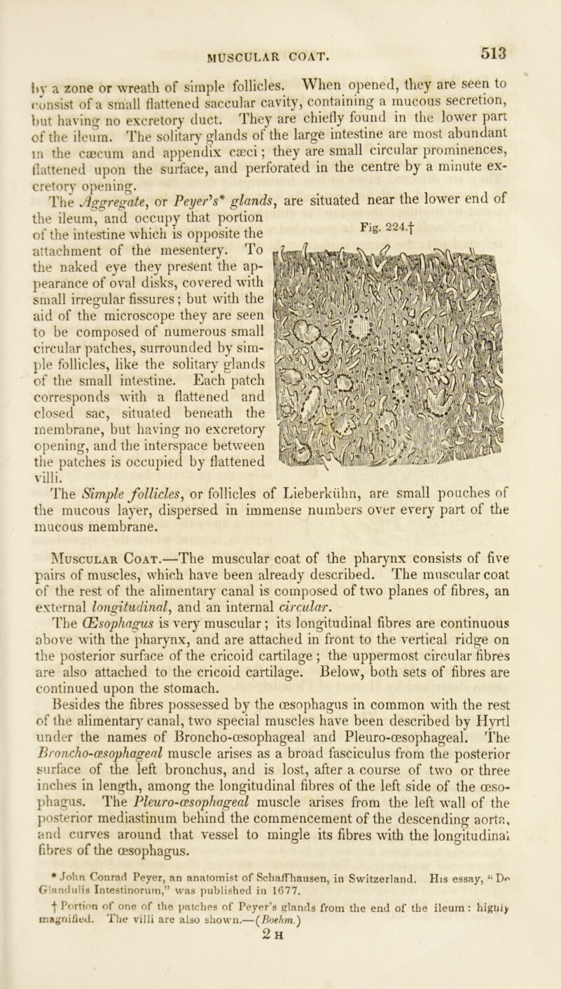 MUSCULAR COAT. l»v a zone or wreath of simple follicles. When opened, they are seen to consist of a small flattened saccular cavity, containing a mucous secretion, hut having no excretory duct. They are chiefly found in the lower part of the ileum. The solitary glands of the large intestine are most abundant in the caecum and appendix cseci; they are small circular prominences, flattened upon the surface, and perforated in the centre by a minute ex- cretory opening. The Aggregate, or Peyer’s* glands, are situated near the lower end of the ileum, and occupy that portion of the intestine which is opposite the attachment of the mesentery. To the naked eye they present the ap- pearance of oval disks, covered with small irregular fissures; but with the aid of the microscope they are seen to be composed of numerous small circular patches, surrounded by sim- ple follicles, like the solitary glands of the small intestine. Each patch corresponds with a flattened and closed sac, situated beneath the membrane, but having no excretory opening, and the interspace between the patches is occupied by flattened villi. The Simple follicles, or follicles of Lieberkiihn, are small pouches of the mucous layer, dispersed in immense numbers over every part of the mucous membrane. Muscular Coat.—The muscular coat of the pharynx consists of five pairs of muscles, which have been already described. The muscular coat of the rest of the alimentary canal is composed of two planes of fibres, an external longitudinal, and an internal circular. The (Esophagus is very muscular ; its longitudinal fibres are continuous above with the pharynx, and are attached in front to the vertical ridge on the posterior surface of the cricoid cartilage ; the uppermost circular fibres are also attached to the cricoid cartilage. Below, both sets of fibres are continued upon the stomach. Besides the fibres possessed by the oesophagus in common with the rest of the alimentary canal, two special muscles have been described by Hyrtl under the names of Broncho-oesophageal and Pleuro-cesophageal. The Broncho-cesophageal muscle arises as a broad fasciculus from the posterior surface of the left bronchus, and is lost, after a course of two or three inches in length, among the longitudinal fibres of the left side of the oeso- phagus. The Pleuro-cesophageal muscle arises from the left wall of the posterior mediastinum behind the commencement of the descending aorta, and curves around that vessel to mingle its fibres with the longitudinal fibres of the oesophagus. * John Conrad Peyer, an anatomist of Schaffhausen, in Switzerland. His essay, “Do G’andulis Intestinorurn,” was published in 1G77. ■j- Portion of magnified. T one of the patches of Peyers glands from the end of the ileum : high he villi are also shown.— (Boehm.) 2 H b