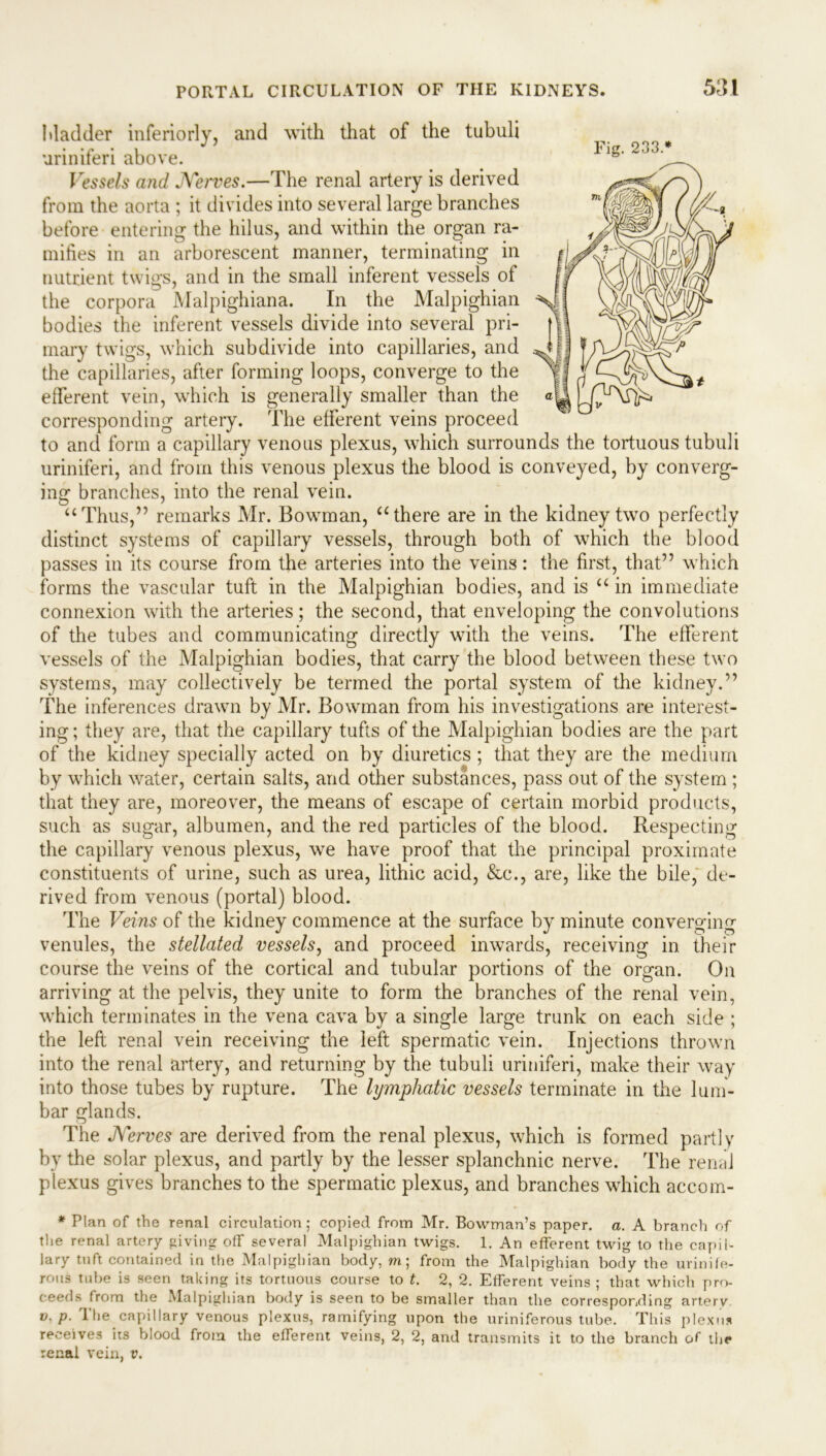 Madder inferiorly, and with that of the tubuli uriniferi above. Vessels and JVerves.—The renal artery is derived from the aorta ; it divides into several large branches before entering the hilus, and within the organ ra- mifies in an arborescent manner, terminating in nutrient twigs, and in the small inferent vessels of the corpora Malpighiana. In the Malpighian bodies the inferent vessels divide into several pri- mary twigs, which subdivide into capillaries, and the capillaries, after forming loops, converge to the efferent vein, which is generally smaller than the corresponding artery. The efferent veins proceed to and form a capillary venous plexus, which surrounds the tortuous tubuli uriniferi, and from this venous plexus the blood is conveyed, by converg- ing branches, into the renal vein. “Thus,” remarks Mr. Bowman, “there are in the kidney two perfectly distinct systems of capillary vessels, through both of which the blood passes in its course from the arteries into the veins: the first, that” which forms the vascular tuft in the Malpighian bodies, and is “in immediate connexion with the arteries; the second, that enveloping the convolutions of the tubes and communicating directly with the veins. The efferent vessels of the Malpighian bodies, that carry the blood between these two systems, may collectively be termed the portal system of the kidney.” The inferences drawn by Mr. Bowman from his investigations are interest- ing; they are, that the capillary tufts of the Malpighian bodies are the part of the kidney specially acted on by diuretics ; that they are the medium by which water, certain salts, and other substances, pass out of the system ; that they are, moreover, the means of escape of certain morbid products, such as sugar, albumen, and the red particles of the blood. Respecting the capillary venous plexus, we have proof that the principal proximate constituents of urine, such as urea, lithic acid, &c., are, like the bile, de- rived from venous (portal) blood. The Veins of the kidney commence at the surface by minute converging venules, the stellated vessels, and proceed inwards, receiving in their course the veins of the cortical and tubular portions of the organ. On arriving at the pelvis, they unite to form the branches of the renal vein, which terminates in the vena cava by a single large trunk on each side ; the left renal vein receiving the left spermatic vein. Injections thrown into the renal artery, and returning by the tubuli uriniferi, make their way into those tubes by rupture. The lymphatic vessels terminate in the lum- bar glands. The JVerves are derived from the renal plexus, which is formed partly by the solar plexus, and partly by the lesser splanchnic nerve. The renal plexus gives branches to the spermatic plexus, and branches which accom- * Plan of the renal circulation; copied from Mr. Bowman’s paper, a. A branch of the renal artery giving off several Malpighian twigs. 1. An efferent twig to the capil- lary tuft contained in the Malpighian body, m; from the Malpighian body the urinife- rous tube is seen taking its tortuous course to t. 2, 2. Efferent veins; that which pro- ceeds from the Malpighian body is seen to be smaller than the corresponding artery. v, p. The capillary venous plexus, ramifying upon the uriniferous tube. This plexus receives its blood from the efferent veins, 2, 2, and transmits it to the branch of the renal vein, it. Fig. 233.