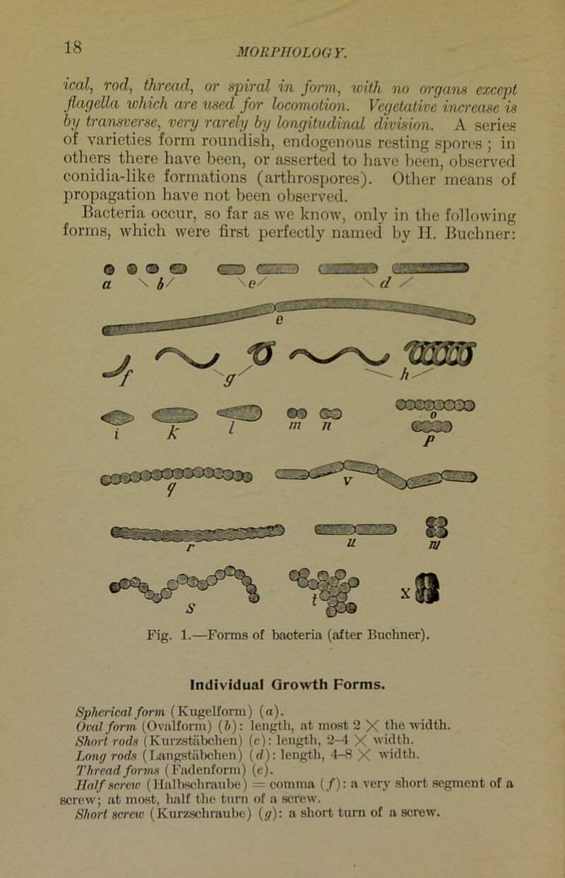 MOIIPH OLOG Y. ical, rod, thread, or spiral in form, with no organs except flagella which ave used for locomotion. Vegetative increase is by transverse, very rarely by longitudinal division. A series of varieties form roundish, endogenous resting spores ; in others there have beeil, or asserted to have been, observed conidia-like formations (arthrospores). Other means of propagation have not been observed. Bacteria occur, so far as we lcnow, only in the following forms, which were first perfectly named by H. Büchner: O © © o c~D r~ ~ i a \ \e/ d / Fig. 1.—Forms of bacteria (after Büchner). Individual Growth Forms. Spher ical form (Kugelform) («). Oval form (Ovalform) (b): lengtli, at most 2 X the width. Short rods (Kurzstäbchen) (c): lengtli, 2-4 X width. Long rods (Langstäbchen) (d): lengtli, 4-8 X width. Thread forms (Fadenform) (e). Half screw (Halbschraube) = comma (/): a very short segment of a screw; at most, half the turn of a screw. Short screw (Kurzschraube) (g): a short turn of a screw.