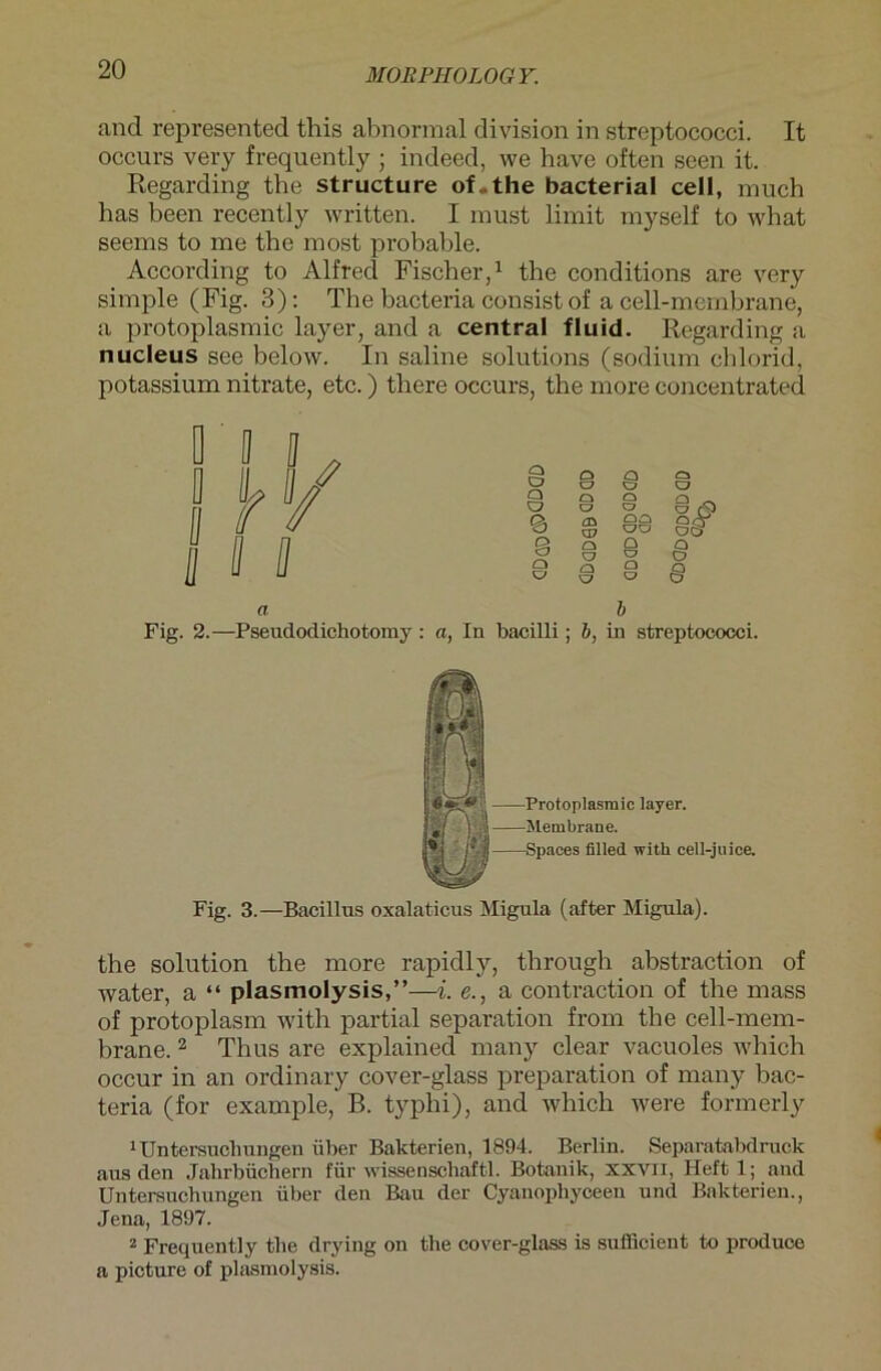 and represented this abnormal division in Streptococci. It occurs very frequently ; indeed, we have often seen it. Regarding the structure of.the bacterial cell, much has been recently written. I must limit myself to what seems to me the most probable. According to Alfred Fischer,1 the conditions are very simple (Fig. 3): The bacteria consist of a cell-membrane, a protoplasmic layer, and a central fluid. Regarding a nucleus see below. In saline Solutions (sodium chlorid, potassium nitrate, etc.) there occurs, the more concentrated Fig. 2.—Pseudodichotomy: «, In bacilli; b, in Streptococci. the solution the more rapidly, through abstraction of water, a “ plasmolysis,”—i. e., a contraction of the mass of protoplasm with partial Separation from the cell-mem- brane. 2 Thus are explained many clear vacuoles which occur in an ordinary cover-glass preparation of many bac- teria (for example, B. typhi), and which were formerly 1 Untersuchungen über Bakterien, 1894. Berlin. Separatabdruck aus den Jahrbüchern für wissenschaftl. Botanik, xxvii, Heft 1; and Untersuchungen über den Bau der Cyanophyceen und Bakterien., Jena, 1897. 2 Frequently tlie drying on the cover-glass is sufficient to produce a picture of plasmolysis. a b Fig. 3.—Bacillus oxalaticus Migula (after Migula).