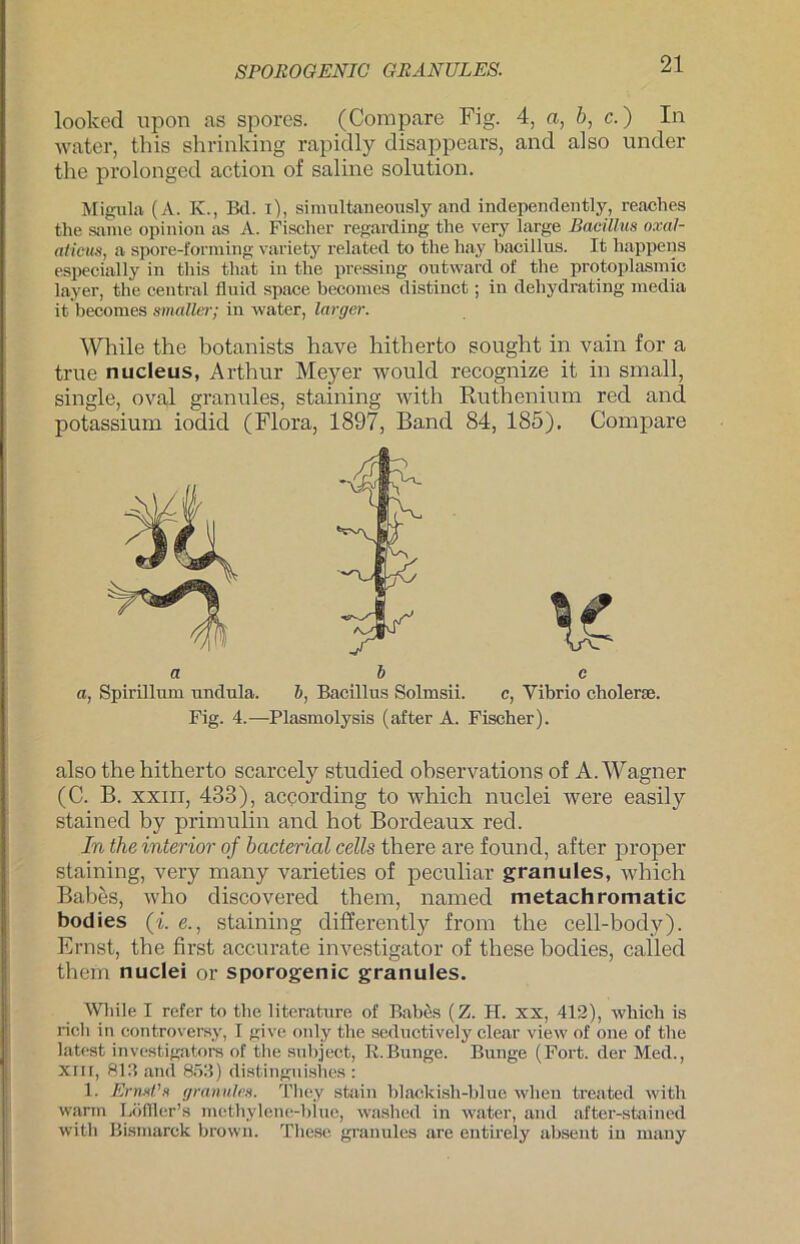 SPOROGENIC GRANULES. looked upon as spores. (Compare Fig. 4, a, b, c.) In water, this shrinlcing rapidly disappears, and also under the prolonged action of saline solntion. Migula (A. K., Bd. i), simultaneously and independently, reaches the same opinion as A. Fischer regarding the very large Bacillus oxal- atieus, a spore-forming variety related to the hay bacillus. It happens especially in this that in the pressing outward of the protoplasmic layer, the central fluid space becomes distinct; in dehydrating media it becomes smaller; in water, larger. While the botanists have hitherto sought in vain for a true nucleus, Arthur Meyer would recognize it in small, single, oval granules, staining with Ruthenium red and potassium iodid (Flora, 1897, Band 84, 185), Compare a, Spirillum undula. b, Bacillus Solmsii. c, Vibrio cholerac. Fig. 4.—Plasmolysis (after A. Fischer). also the hitherto scarcely studied ohservations of A. Wagner (C. B. xxin, 433), according to which nuclei were easily stained by primulin and hot Bordeaux red. In the interior of bacterial cells there are found, after proper staining, very many varieties of peculiar granules, which Babes, who discovered them, named metachromatic bodies (i. e., staining differently front the cell-body). Ernst, the first accurate investigator of these bodies, called them nuclei or sporogenic granules. While I refer to the literature of Babes (Z. H. xx, 412), which is rieh in controversy, I give only the seductively clear view of one of the latest investigators of the subject, R.Bunge. Bunge (Fort, der Med., xin, 813 and 853) distinguishes : 1. Ernst's granules. They stain blackish-blue wlien treated with warm Löfller’s methylene-biue, washed in water, and after-stained with Bismarck brown. These granules are entuely absent in many a b c