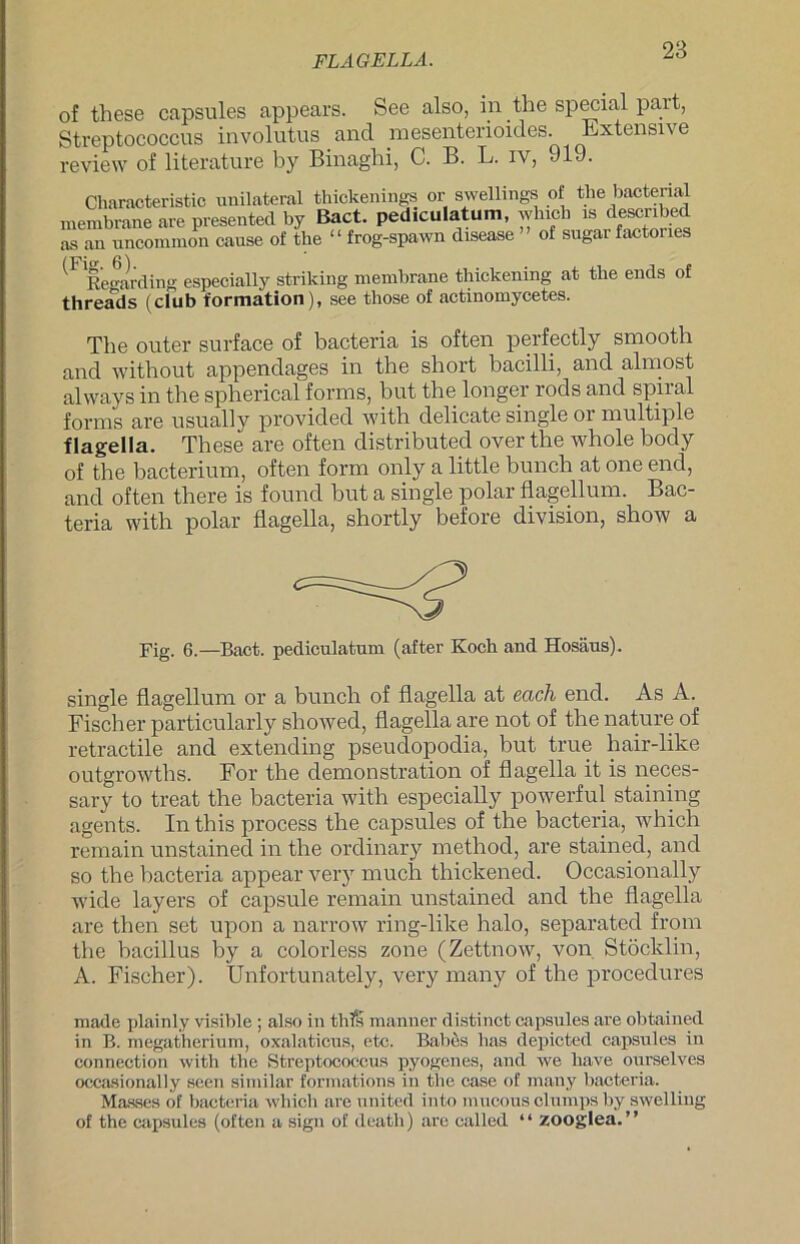 FLAG ELLA. of these capsules appears. See also, in the special part, Streptococcus involutus and mesenterioides. Extensive review of literature by Binaghi, C. B. L. iv, 919. Characteristic unilateral thickenings or swellings of tlie baotenal membrane are presented by Bact. ped.culatum, which is descnbed as an uncommon cause of the “ frog-spawn disease of sugar factones ^Regarding especially striking membrane thickening at the ends of threads (club formation), see those of actinomycetes. The outer surface of bacteria is often perfectly smooth and without appendages in the short bacilli, and almost always in the spherical forms, but the longer rods and spiral forms are usually provided tvith delicate single or multiple flagella. These are often distributed over the whole body of the bacterium, often form only a little bunch at one end, and often there is found but a single polar flagellum. Bac- teria with polar flagella, shortly before division, show a Fig. 6.—Bact. pediculatum (after Koch and Hosäus). single flagellum or a bunch of flagella at eacli end. As A. Fischer particularly showed, flagella are not of the nature of retractile and extending pseudopodia, but true hair-like outgrowths. For the demonstration of flagella it is neces- sary to treat the bacteria with especially powerful staining agents. In this process the capsules of the bacteria, which remain unstained in the ordinary method, are stained, and so the bacteria appear very much thiclcened. Occasionally wide layers of capsule remain unstained and the flagella are then set upon a narrow ring-like halo, separated froin the bacillus by a colorless zone (Zettnow, von Stöcklin, A. Fischer). Unfortunately, very many of the procedures made plainly visible ; also in thfs manner distinct capsules are obtained in B. megatherium, oxalaticus, etc. Balies has depicted capsules in Connection with the Streptococcus pyogenes, and we liave ourselves occasionally seen similar formations in tlie case of many bacteria. Masses of bacteria which are united into mucous clumps by swelling of the capsules (often a sign of death) arc called “ zooglea.”