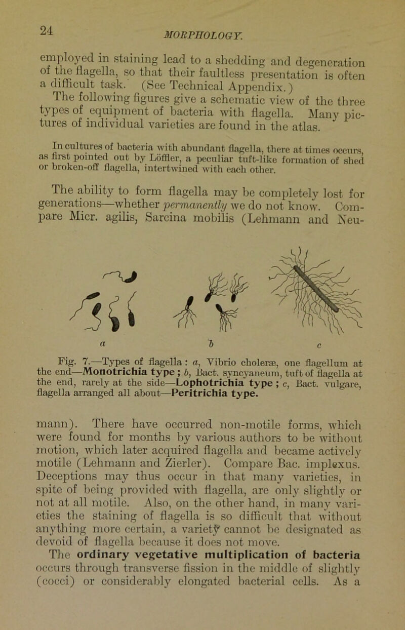 MORPIIOLOGY. employed in staining leacl to a shedding and degeneration °i the flagella, so that their faultless presentation is often a diflrcult task. (See Technical Appendix,) The following figures give a scheinatic view of the three types of equipment of bacteria with flagella. Many pic- tures of individual varieties are found in the atlas. In cultures of bacteria with abundant flagella, there at times occurs as flrst pointed out by Löffler, a peculiar tuft-like formation of shed or broken-off flagella, intertwined with eacb other. The ability to form flagella may be completely lost for generations—whether permanently we do not know. Com- pare Micr. agilis, Sarcina mobilis (Lehmann and Neu- Fig. 7.—Types of flagella: a, Vibrio cliolerse, one flagellum at the end—Monotrichia type ; b, Bact. syncyaneum, tuft of flagella at the end, rarely at the side—Lophotrichia type ; e, Bact. vulgare, flagella arranged all about—Peritrichia type. mann). There have occurred non-motile forms, which were found for months by various authors to be without motion, which later acquired flagella and becarne actively motile (Lehmann and Zierler). Compare Bac. implexus. Deceptions may thus occur in that many varieties, in spite of being provided with flagella, are only slightly or not at all motile. Also, on the other hand, in many vari- eties the staining of flagella is so difficult that without anything more certain, a varietf' cannot be designated as devoid of flagella because it does not move. The ordinary vegetative multiplication of bacteria occurs through transverse fission in the middle of slightly (cocci) or considerably elongated bacterial cells. As a