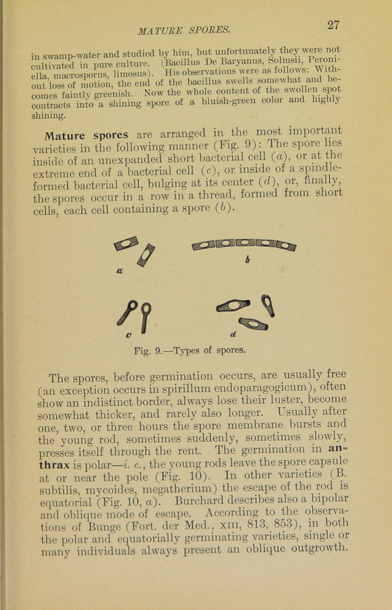 NATURE SPORES. in swamp-water and studied by bim, but unfortunately they were not cultivated in pure culture. (Bacillus De Baryanus, Solxnsu, Peiom- ella macrosporus, limosusj. His observations were as follows. With- out’lossof motion, tlie ernl of the bacillus swells somewhatand be- comes faintlv greenish. Now tlie wbole content of the swollen spot contracts into a sbining spore of a bluish-green color and lngh y shining. Mature spores are arranged in the most important varieties in the following manner (Fig 9): The spore lies inside of an unexpanded short bactenal cell (a), 01 at the extreme end of a bacterial cell (c), or mside of a spindle- forrned bacterial cell, bulging at lts center (d), or, finaliy, the spores occur in a row in a thread, formed from short cells, each cell containing a spore (6). Fig. 9.—Types of spores. The spores, before germination occurs, are usually free (an exception occurs in spirillum endoparagogicum), often show an indistinct border, always lose their Inster, become somewhat thicker, and rarely also longer. Usually after one, two, or three hours the spore membrane bursts and the young rod, sometimes suddenly, sometimes slowly, presses itself tlirough the rent. The germination in an= thrax is polar—i. e., the young rods leave the spore capsnle at or near the pole (Fig. 10). In other varieties (B. subtilis, mycoides, megatherium) the escape of the rod is equatorial (Fig. 10, <x). Burchard descrilies also a bipolar and oblique mode of escape. According to the observa- tions of Bunge (Fort, der Med., xm, 813, 853), in both the polar and equatorially germinating varieties, single or many individuals always present an oblique outgrowth.