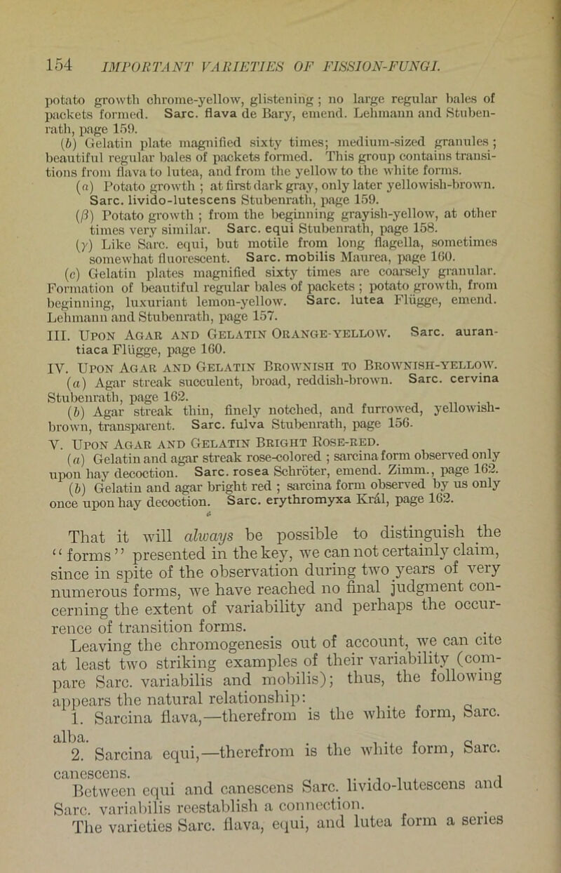 potato growth chrome-yellow, glistening; no large regulär bales of packets formed. Sarc. flava de Bary, emend. Lehmann and Stuben- rath, page 159. (&) Gelatin plate magnified sixty times; medium-sized granul es ; beautiful regulär bales of packets formed. Tbis group contains transi- tions from flava to lutea, and from the yellow to the white forms. (n) Potato growth ; at first dark gray, only later yellowish-brown. Sarc. livido-lutescens Stubenrath, page 159. (ß) Potato growth ; from the beginning grayish-yellow, at other times very similar. Sarc. equi Stubenrath, page 158. (y) Like Sarc. equi, but motile from long flagella, sometimes somewhat fluorescent. Sarc. mobilis Maurea, page 160. (e) Gelatin plates magnified sixty times are coarsely granulär. Formation of beautiful regulär bales of packets ; potato growth, from beginning, luxuriant lemon-yellow. Sarc. lutea Flügge, emend. Lehmann and Stubenrath, page 157. III. Upon Agar and Gelatin Orange-yellow. Sarc. auran- tiaca Flügge, page 160. IV. Upon Agar and Gelatin Brownish to Brownish-yellow. (tt) Agar streak succulent, broad, reddish-brown. Sarc. cervina Stubenrath, page 162. (J) Agar streak thin, finely notched, and furrowed, yellowish- brown, transparent. Sarc. fulva Stubenrath, page 156. Y. Upon Agar and Gelatin Brigiit Kose-red. („) Gelatin and agar streak rose-colored ; sarcina form observedonly upon hay decoction. Sarc. rosea Schröter, emend. Zimm., page 162. (b) Gelatin and agar bright red ; sarcina form observed by us only once upon hay decoction. Sarc. erythromyxa Kral, page 162. <• That it will always be possible to distinguish the ‘1 forms ’ ’ presented in the key, tve can not certainly claim, since in spite of the observation during two years of very numerous forms, we have reached no final judgment con- cerning the extent of variability and perhaps the occur- rence of transition forms. Leaving the chromogenesis out of account, we can eite at least two striking examples of their variability (com- pare Sarc. variabilis and mobilis); thus, the followmg appears the natural relationship: , 1. Sarcina flava,—therefrom is the wlnte form, Sarc. 2. Sarcina equi,—therefrom is the white form, Sarc. canescens. Between equi and canescens Sarc. livido-lutescens and Sarc. variabilis reestablish a connection. The varieties Sarc. flava, equi, and lutea form a senes