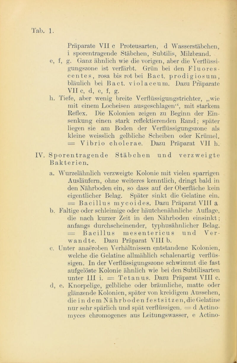 Präparate VII c Proteusarten, d Wasserstäbchen, i sporentragende Stäbchen, Subtilis, Milzbrand, e, f, g. Ganz ähnlich wie die vorigen, aber die Verflüssi- gungszone ist verfärbt. Grün bei den Fluores- centes, rosa bis rot bei Bact. prodigiosum, bläulich bei Bact. violaceum. Dazu Präparate VII c, d, e, f, g. h. Tiefe, aber wenig breite Verflüssigungstrichter, ,,wie mit einem Locheisen ausgeschlagen“, mit starkem Reflex. Die Kolonien zeigen zu Beginn der Ein- senkung einen stark reflektierenden Rand; später liegen sie am Boden der Verflüssigungszone als kleine weisslich gelbliche Scheiben oder Krümel. = Vibrio cholerae. Dazu Präparat VII h. IV. Spor eil trag ende Stäbchen und verzweigte Bakterie n. a. Wurzelähnlich verzweigte Kolonie mit vielen sparrigen Ausläufern, ohne weiteres kenntlich, dringt bald in den Nährboden ein, so dass auf der Oberfläche kein eigentlicher Belag. Später sinkt die Gelatine ein. = Bacillus mycoides. Dazu Präparat VIII a b. Faltige oder schleimige oder häutchenähnliche Auflage, die nach kurzer Zeit in den Nährboden einsinkt; anfangs durchscheinender, typhusähnlicher Belag. = Bacillus mesentericus und Ver- wandte. Dazu Präparat VIII b. c. Unter anaeroben Verhältnissen entstandene Kolonien, Avelche die Gelatine allmählich schalenartig verflüs- sigen. In der Verflüssigungszone schwimmt die fast aufgelöste Kolonie ähnlich wie bei den Subtilisarten unter III i. = Tetanus. Dazu Präparat VIII c. d. e. Knorpelige, gelbliche oder bräunliche, matte oder glänzende Kolonien, später von kreidigem Aussehen, die indemNähr bodenfestsitzen, die Gelatine nur sehr spärlich und spät verflüssigen. = d Actino- myces chromogenes aus Leitungswasser, e Actino-