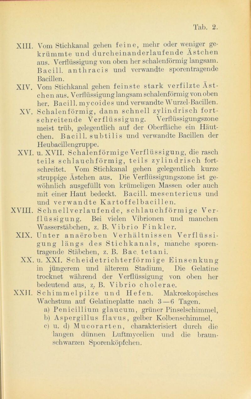 XIII. Vom Stichkanal gehen feine, mehr oder weniger ge- krümmte und durcheinanderlaufende Ästchen aus. Verflüssigung von oben her schalenförmig langsam. Bacill. anthracis und verwandte sporentragende Bacillen. XIV. Vom Stichkanal gehen feinste stark verfilzte Äst- chen aus. Verflüssigung langsam schalenförmig von oben her. Bacill. mycoides und verwandte Wurzel-Bacillen. XV. Schalenförmig, dann schnell zylindrisch fort- schreitende Verflüssigung. Verflüssigungszone meist trüb, gelegentlich auf der Oberfläche ein Häut- chen. Bacill. subtilis und verwandte Bacillen der Heubacillengruppe. XVI. u. XVII. Schalenförmige Verflüssigung, die rasch teils schlauchförmig, teils zylindrisch fort- schreitet. Vom Stichkanal gehen gelegentlich kurze struppige Ästchen aus. Die Verflüssigungszone ist ge- wöhnlich ausgefüllt von krümeligen Massen oder auch mit einer Haut bedeckt. Bacill. mesentericus und und verwandte Kartoffelbacillen. XVIII. Schnellverlaufende, schlauchförmige Ver- flüssigung. Bei vielen Vibrionen und manchen Wasserstäbchen, z. B. Vibrio Finkler. XIX. Unter anaeroben Verhältnissen Verflüssi- gung längs des Stichkanals, manche sporen- tragencle Stäbchen, z. B. Bac. tetani. XX. u. XXI. Scheidetrichterförmige Einsenkung in jüngerem und älterem Stadium. Die Gelatine trocknet während der Verflüssigung von oben her bedeutend aus, z. B. Vibrio cholerae. XXII. Schimmelpilze und Hefen. Makroskopisches Wachstum auf Gelatineplatte nach 3 — 6 Tagen. a) Penicillium glaucum, grüner Pinselschimmel, b) Aspergillus flavus, gelber Kolbenschimmel, c) u. d) Mu cor arten, charakterisiert durch die langen dünnen Luftmycelien und die braun- schwarzen Sporenköpfchen.
