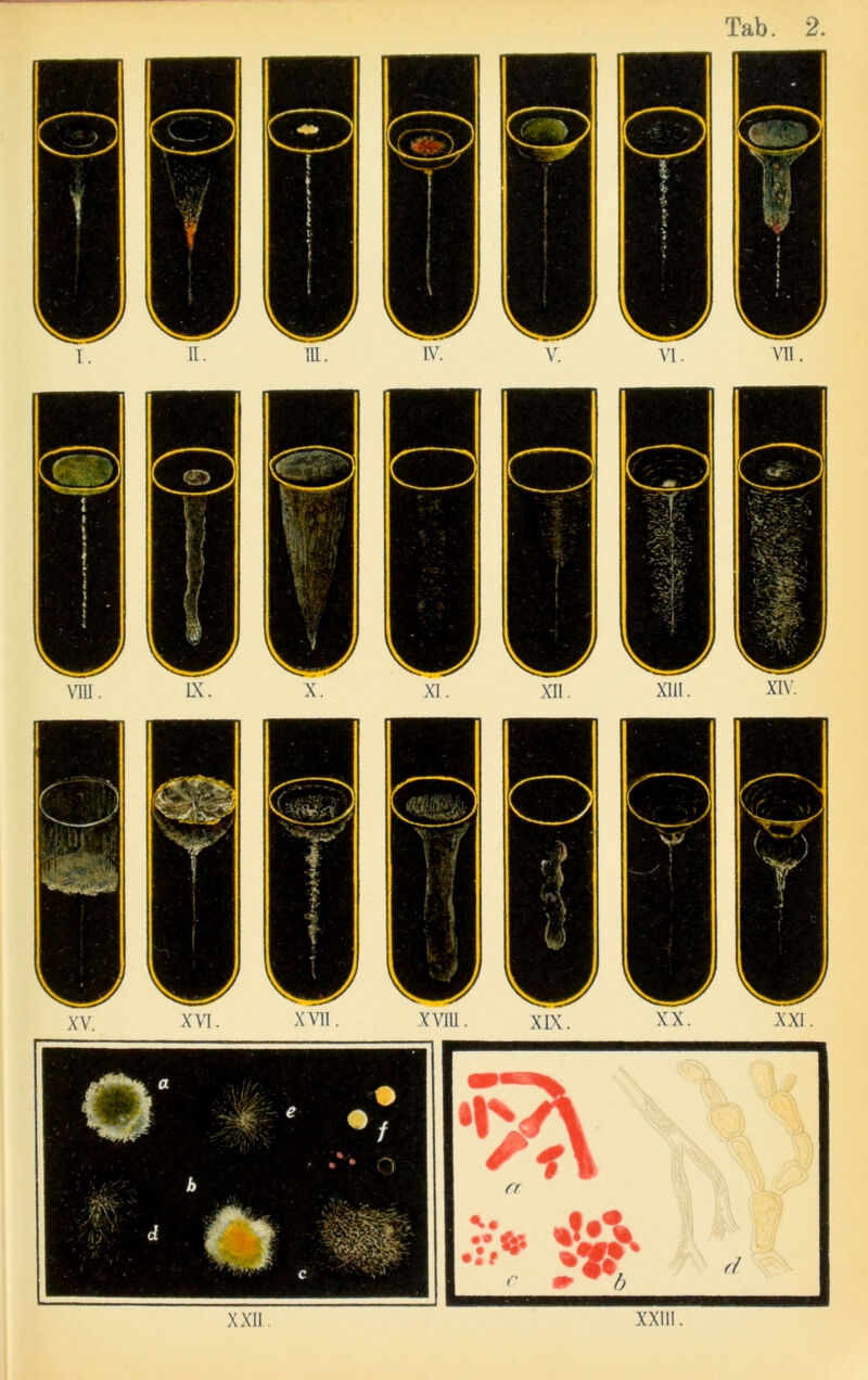 xvii. •• ^ XXII XXIII.