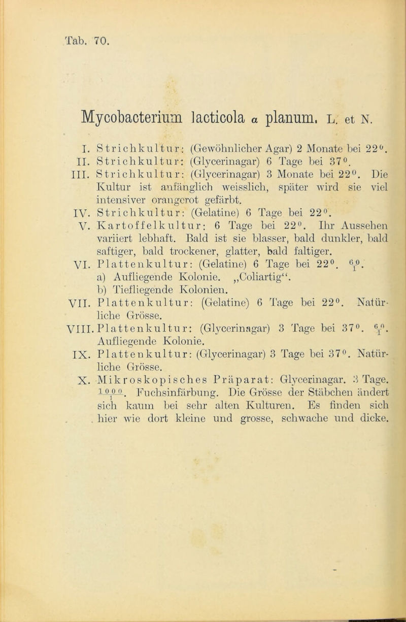 Mycobacterium lacticola a planum, l. et n. I. Strichkultur: (Gewöhnlicher Agar) 2 Monate bei 22°. II. Strichkultur: (Glycerinagar) 6 Tage bei 37°. III. Strichkultur: (Glycerinagar) 3 Monate bei 22°. Die Kultur ist anfänglich weisslicli, später wird sie viel intensiver orangerot gefärbt. IV. Strichkultur: (Gelatine) 6 Tage bei 22°. V. Kartoffelkultur: 6 Tage bei 22°. Ihr Aussehen variiert lebhaft. Bald ist sie blasser, bald dunkler, bald saftiger, bald trockener, glatter, bald faltiger. VI. Plattenkultur: (Gelatine) 6 Tage bei 22°. 6f°. a) Aufliegende Kolonie. „Coliart-ig“. b) Tiefliegende Kolonien. VII. Plattenkultur: (Gelatine) 6 Tage bei 22°. Natür- liche Grösse. VIII. Plattenkultur: (Glycerinagar) 3 Tage bei 37°. 6T°. Aufliegende Kolonie. IX. Platten k ult ur: (Glycerinagar) 3 Tage bei 37°. Natür- liche Grösse. X. Mikroskopisches Präparat: Glycerinagar. 3 Tage. üLö_o. Fuchsinfärbung. Die Grösse der Stäbchen ändert sich kaum bei sehr alten Kulturen. Es finden sich . hier wie dort kleine und grosse, schwache und dicke.