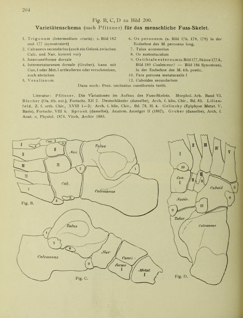 Fig. B, C, D zu Bild 200. Varietätenschema (nach Pfitzner) für das menschliche Fuss-Skelet. 1. Trigonum (Intermedium cruris); s. Bild 182 und 1/7 (synostosiert) 2. Calcaneus secundarius (auch ein Gelenk zwischen Calc. und Nav. kommt vor) 3. Intercuneiforme dorsale 4. Intermetatarseum dorsale (Gruber), kann mit Cun. I oder Met. I artikulieren oder verschmelzen, auch abrücken 5. Vesalianum Dazu noch: Proc. ui 6. Os peroneum (s. Bild 1/6, 1/8, 179) in der Endsehne des M. peroneus long. 7. Talus accessorius 8. Os sustentaculum 9. Os tibiale externumfs.Bild 177,Skizze 177A, Bild 180 Coalescenz? — Bild 186 Synostose), ln der Endsehne des M. tib. postic. 10. Pars peronea metatarsalis I 12. Cuboides secundarium is cuneiformis tertii. Literatur: Pfitzner, Die Variationen im Aufbau des Fuss-Skelets. Morphol. Arb. Band VI. Blecher (Os. tib. ext.), Fortschr. XII 2. Deutschländer (dasselbe), Arch. f. klin. Chir., Bd. 83. Lilien- feld, Z. f. orth. Chir., XVIII 1—2; Arch. f. klin. Chir., Bd. 78, H. 4. Gelinsky (Epiphyse Metat. V, Basis), Fortschr. V111 6. Spronk (dasselbe), Anatom. Anzeiger II (1887). Gruber (dasselbe), Arch. f. Anat. u. Physiol. 1875. Virch. Archiv 1885.