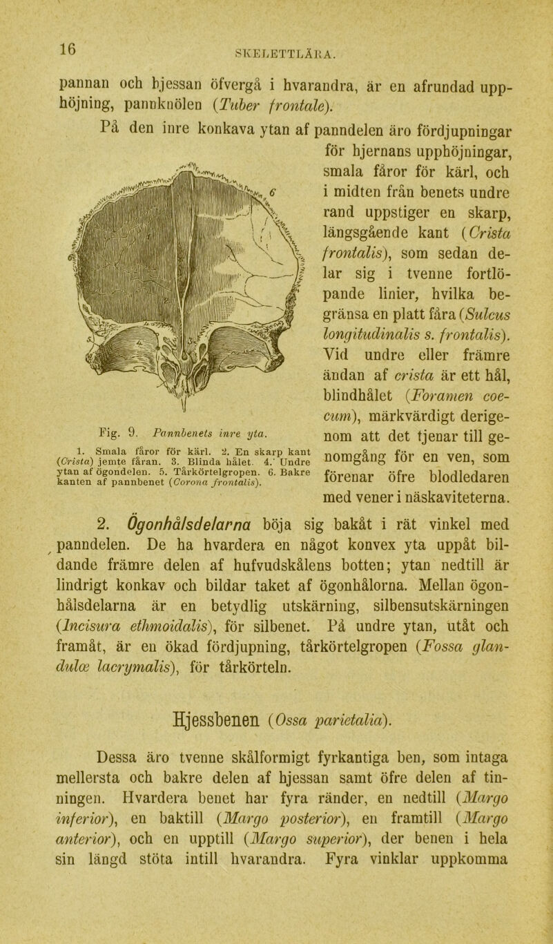 pannan och hjessan öfvergå i hvarandra, är en afrundad upp- höjning, pannknölen {Tuber frontale). På den inre konkava ytan af panndelen äro fördjupningar för hjernans upphöjningar, smala fåror för kärl, och i midten frän benets undre rand uppstiger en skarp, längsgående kant {Crista frontalis), som sedan de- lar sig i tvenne fortlö- pande linier, hvilka be- gränsa en platt fåra {Sulcus longitudinalis s. frontalis). Vid undre eller främre ändan af crista är ett hål, blindhålet {Foramen coe- cum), märkvärdigt derige- nom att det tj enar till ge- nomgång för en ven, som förenar öfre blodledaren med vener i näskaviteterna. Fig. 9. Pannbenets inre yta. 1. Smala fåror för kärl. '2, En skarp kant (Crista) jemte fåran. 3. Blinda hålet. 4. Undre ytan af ögondelen. 5. Tårkörtelgropen. 6. Bakre kanten af pannbenet (Corona frontalis). 2. Ogonhålsdelarna böja sig bakåt i rät vinkel med panndelen. De ha hvardera en något konvex yta uppåt bil- dande främre delen af hufvudskålens botten; ytan nedtill är lindrigt konkav och bildar taket af ögonhålorna. Mellan ögon- hålsdelarna är en betydlig utskärning, silbensutskärningen {Incisura ethmoidalis)., för silbenet. På undre ytan, utåt och framåt, är en ökad fördjupning, tårkörtelgropen {Fossa glan- duloe lacnjmalis), för tårkörteln. HjGSSb6Heil {Ossa parietalia). Dessa äro tvenne skålformigt fyrkantiga ben, som intaga mellersta och bakre delen af hjessan samt öfre delen af tin- ningen. Hvardera benet har fyra ränder, en nedtill {31argo inferior)^ en baktill {Margo posterior)., en framtill {Margo anterior), och en upptill {Margo superior)^ der benen i hela sin längd stöta intill hvarandra. Fyra vinklar uppkomma