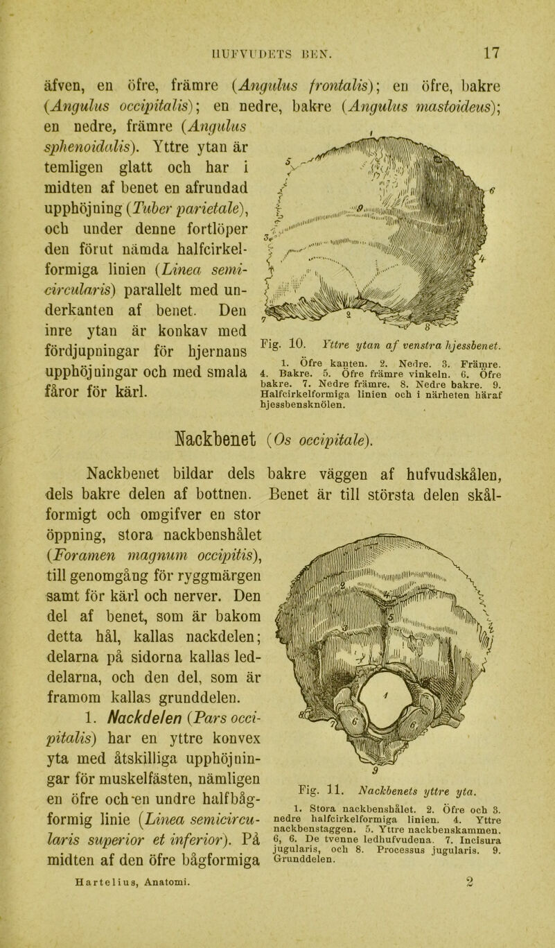 äfven, en öfre, främre (Angulus frontalis)] eu öfre, bakre (Ängulus occipifalis); en nedre, bakre {Angulus mastoideusY en nedre, främre {Angulus sphenoidalis). Yttre ytan är temligen glatt och har i midten af benet en afrundad upphöjning {Tuber parietale), och under denne fortlöper den förut nämda halfcirkel- formiga linien {Linea semi- circularis) parallelt med un- derkanten af benet. Den inre ytan är konkav med fördjupningar för hjernans upphöjningar och med smala fåror för kärl. Fig. 10. Yttre ytan af venstra hjessbenet. 1. Öfre kanten. 2. Ne.lre. 3. Främre. 4. Bakre. 5. Öfre främre vinkeln. 6. Öfre bakre. 7. Nedre främre. 8. Nedre bakre. 9. Halfcirkelformiga linien och i närheten häraf hjessbensknölen. Nackbenet {Os ocdpitale). Nackbenet bildar dels bakre väggen af hufvudskålen, dels bakre delen af bottnen. Benet är till största delen skål- formigt och omgifver en stor öppning, stora nackbenshålet {Foramen magnum occipitis)^ till genomgång för ryggmärgen aamt för kärl och nerver. Den del af benet, som är bakom detta hål, kallas nackdelen; delarna på sidorna kallas led- delarna, och den del, som är framom kallas grunddelen. 1. Nackdelen {Pars occi- pitalis) har en yttre konvex yta med åtskilliga upphöjnin- gar för muskelfästen, nämligen en öfre och'en undre halfbåg- formig linie {Linea semieircu- laris superior et inferior). På midten af den öfre bågformiga Hartelius, Anatomi. Fig. 11. Nackbenets yttre yta. 1. Stora nackbenshålet. 2. Öfre och 3. nedre halfcirkelformiga linien. 4. Yttre nackbenstaggen. 5. Yttre nackbeuskammen. 6, 6. De tvenne ledhufvudena. 7. Incisura jugularis, och 8. Processus jugularis. 9. Grunddelen. 2