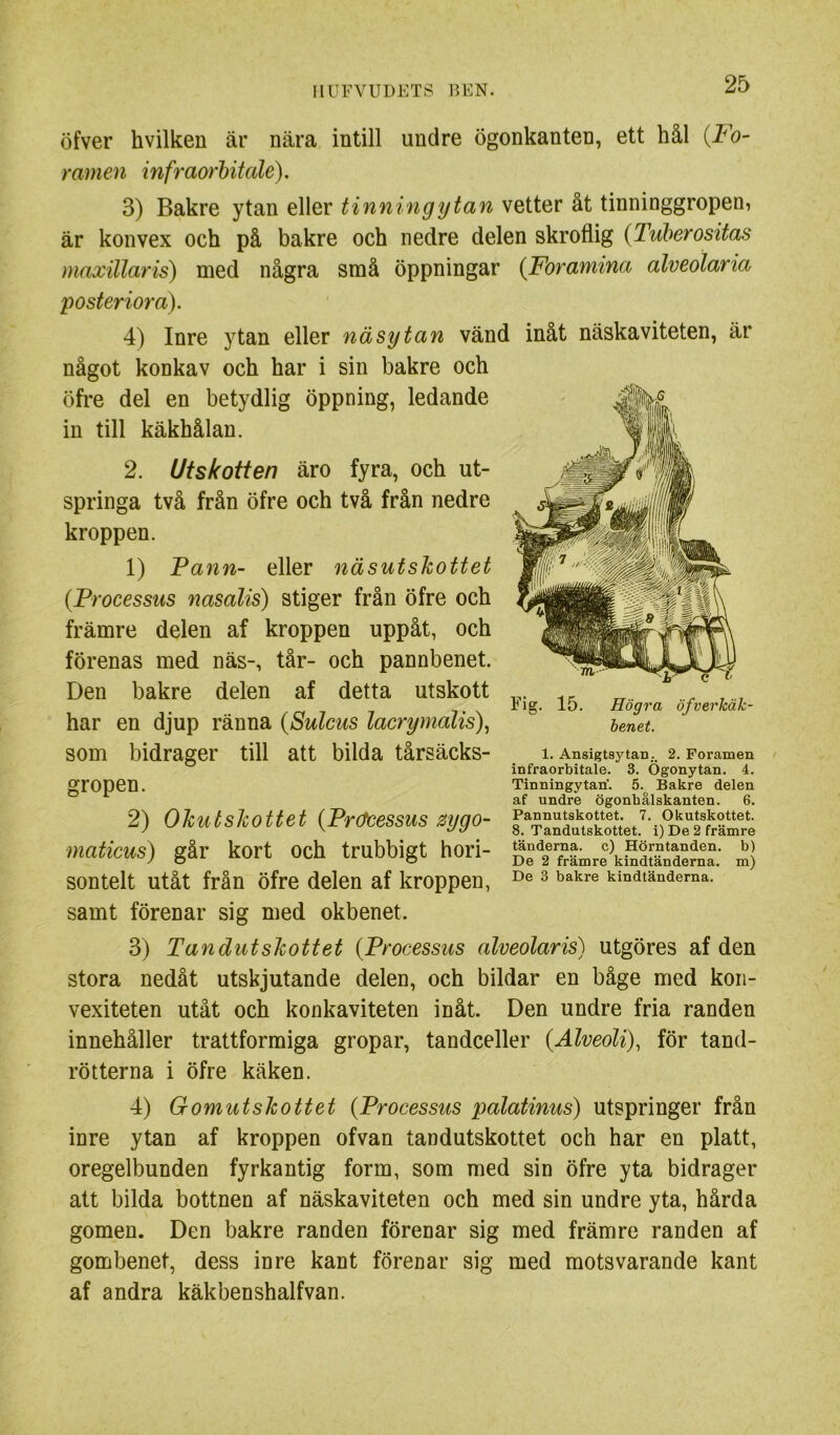 öfver hvilken är nära intill undre ögonkanten, ett hål {Fo- ramen infraorhitale). 3) Bakre ytan eller tinningytan vetter åt tinninggropen, är konvex och på bakre och nedre delen skroflig {Tuherositas maxillaris) med några små öppningar {Foramina alveolaria posteriord). 4) Inre ytan eller näsytan vänd inåt näskaviteten, är något konkav och har i sin bakre och öfre del en betydlig öppning, ledande in till käkhålan. 2. Utskotten äro fyra, och ut- springa två från öfre och två från nedre kroppen. 1) Fann- eller näsutskottet (Processus nasalis) stiger från öfre och främre delen af kroppen uppåt, och förenas med näs-, tår- och pannbenet. Den bakre delen af detta utskott har en djup ränna (Sulcus lacrymalis)^ som bidrager till att bilda tårsäcks- gropen. 2) Okutskottet (Präcessus zygo- maticus) går kort och trubbigt hori- sontelt utåt från öfre delen af kroppen, samt förenar sig med okbenet. 3) Tandutskottet (Processus alveolaris) utgöres af den stora nedåt utskjutande delen, och bildar en båge med kori- vexiteten utåt och konkaviteten inåt. Den undre fria randen innehåller trattformiga gropar, tandceller (Alveoli), för tand- rötterna i öfre käken. 4) Gomutskottet (Processus palatinus) utspringer från inre ytan af kroppen ofvan tandutskottet och har en platt, oregelbunden fyrkantig form, som med sin öfre yta bidrager att bilda bottnen af näskaviteten och med sin undre yta, hårda gomen. Den bakre randen förenar sig med främre randen af gombenet, dess inre kant förenar sig med motsvarande kant af andra käkbenshalfvan. Fig. 15. Högra öfverkäk- benet. 1. Ansigtaytan.. 2, Foramen infraorbitale. 3. Ögonytan. 4. Tinningytan'. 5. Bakre delen af undre ögonhålskanten. 6. Pannutskottet. 7. Okutskottet. 8. Tandutskottet, i) De 2 främre tänderna, c) Hörntanden, b) De 2 främre kindtänderna, m) De 3 bakre kindtänderna.