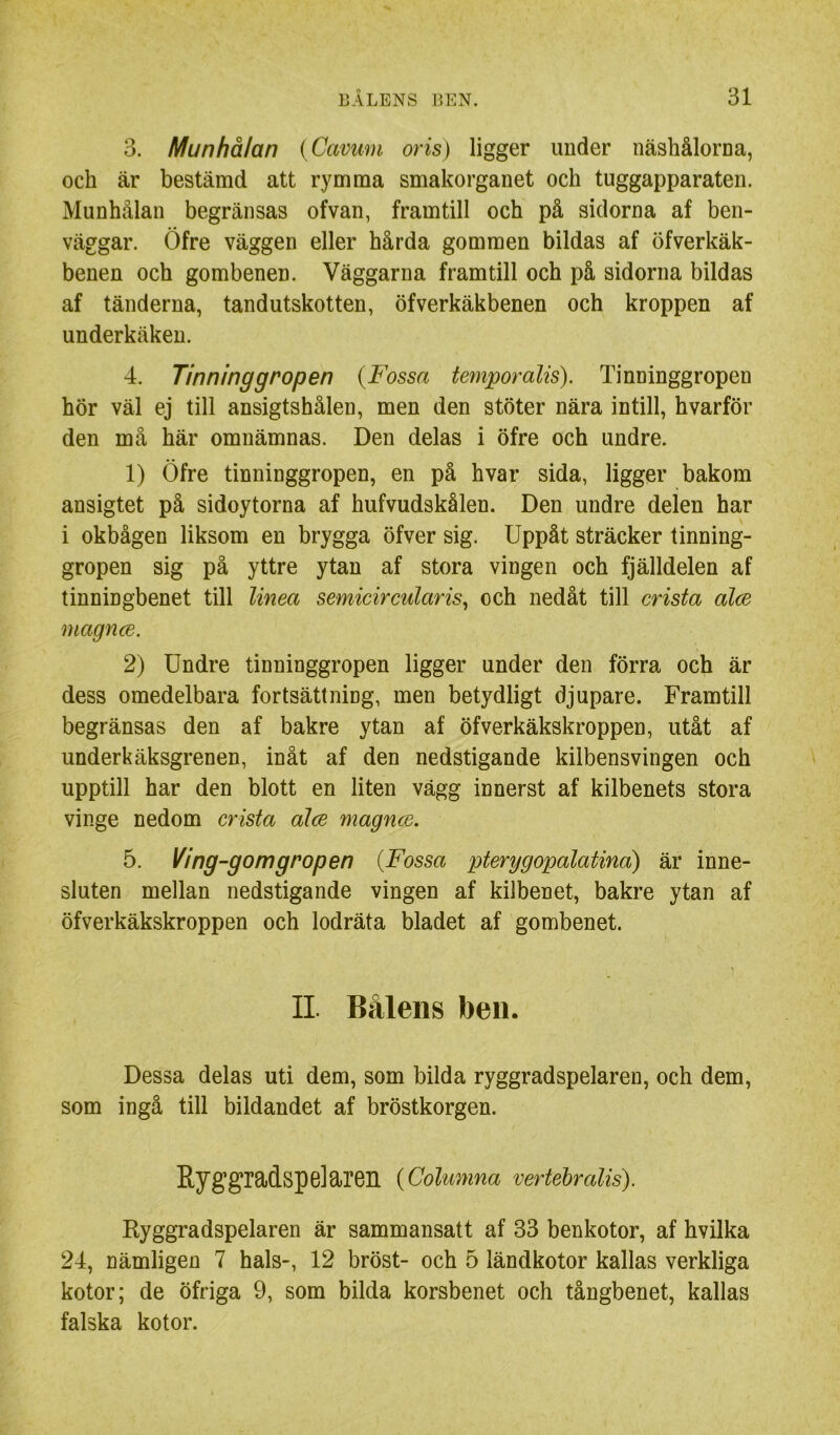 3. Munhålan {Cavum oris) ligger under näshålorna, och är bestämd att rymma smakorganet och tuggapparaten. Munhålan begränsas ofvan, framtill och på sidorna af ben- väggar. Öfre väggen eller hårda gommen bildas af öfverkäk- benen och gombenen. Väggarna framtill och på sidorna bildas af tänderna, tandutskotten, öfverkäkbenen och kroppen af underkäken. 4. Tinninggropen {Fossa temporalis). Tinninggropen hör väl ej till ansigtshålen, men den stöter nära intill, hvarför den må här omnämnas. Den delas i öfre och undre. 1) Öfre tinninggropen, en på hvar sida, ligger bakom ansigtet på sidoytorna af hufvudskålen. Den undre delen har i okbågen liksom en brygga öfver sig. Uppåt sträcker tinning- gropen sig på yttre ytan af stora vingen och fjälldelen af tinningbenet till linea semicircularis^ och nedåt till crista alce magnce. 2) Undre tinninggropen ligger under den förra och är dess omedelbara fortsättning, men betydligt djupare. Framtill begränsas den af bakre ytan af öfverkäkskroppen, utåt af underkäksgrenen, inåt af den nedstigande kilbensvingen och upptill har den blott en liten vägg innerst af kilbenets stora vinge nedom crista aJce magnce. 5. Ving-gomgropen {Fossa pterygopalatina) är inne- sluten mellan nedstigande vingen af kilbenet, bakre ytan af öfverkäkskroppen och lodräta bladet af gombenet. II. Bålens ben. Dessa delas uti dem, som bilda ryggradspelaren, och dem, som ingå till bildandet af bröstkorgen. Ryggradspelaren {CoUmma vertehralis). Ryggradspelaren är sammansatt af 33 benkotor, af hvilka 24, nämligen 7 hals-, 12 bröst- och 5 ländkotor kallas verkliga kotor; de öfriga 9, som bilda korsbenet och tångbenet, kallas falska kotor.