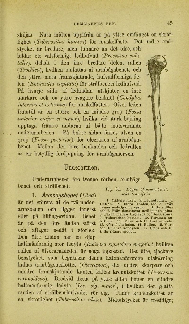skiljas. Nära midten uppifrån är på yttre omfånget en skrof- lighet {Tiiberositas liumeri) för muskelfäste. Det undre änd- stycket är bredare, men tunnare än det öfre, och bildar ett valsformigt ledhufvud {Frocessus cubi- talis), deladt i den inre bredare delen, rullen (TrocJilea), hvilken omfattas af armbågsbenet, och den yttre, mera framskjutande, hufvudformiga de- len (Eminentia capitatä) för strålbenets ledhufvud. På hvarje sida af ledändan utskjuter en inre starkare och en yttre svagare benknöl (Condylus internus et externus) för muskelfästen. Öfver leden framtill är en större och en mindre grop {Fossa anterior major et minor\ hvilka vid stark böjning upptaga främre ändarna af båda motsvarande underarmbenen. På bakre sidan finnes äfven en grop {Fossa posterior), för olecranon af armbågs- benet. Mellan den inre benknölen och ledrullen är en betydlig fördjupning för armbågsnerven. -10 m Underarmen. Underaimbenen äro tvenne rörben: armbågs- benet och strålbenet. 13 Fig. 31. Högra öfverarmhenet, sedt framifrån. 1. Midtelstycket. 2. Ledhufvudet. ^3. Halsen. 4. Stora knölen ock 5. Från denna nedstigande spina. 6. Lilla knölen ock 7. Frän densamma nedlöpande spina. 8. Fåran mellan knölarna ock båda spina. 9. Tuberositas kumeri. 10. Foramen nu- tritium. 11. Yttre ock 12. Inre vinkeln. 13. Afrundade leden. 14. Rullen. 15. Yttre ock 16. Inre kondylen. 17. Stora ock 18. Lilla främre gropen. 1. Armbågsbenet {Ulna) är det största af de två under- armsbenen och ligger innerst eller på lillfingersidan. Benet är på den öfre ändan störst och aftager nedåt i storlek. Den öfre ändan har en djup halfmånformig stor ledyta {Incisura sigmoidea major)., i hvilken rullen af öfverarmsleden är noga inpassad. Det öfre, tjockare benstycket, som begränsar denna halfmånformiga utskärning kallas armbågsutskottet {Olecranon), den undre, skarpare och mindre framskjutande kanten kallas kronutskottet {Frocessus coronoideus). Bredvid detta på yttre sidan ligger en mindre halfmånformig ledyta {Inc. sig. minor), i hvilken den glatta randen af strålbenshufvudet rör sig. Under kronutskottet är en skroflighet [Tuberositas ulnce). Midtelstycket är tresidigt;