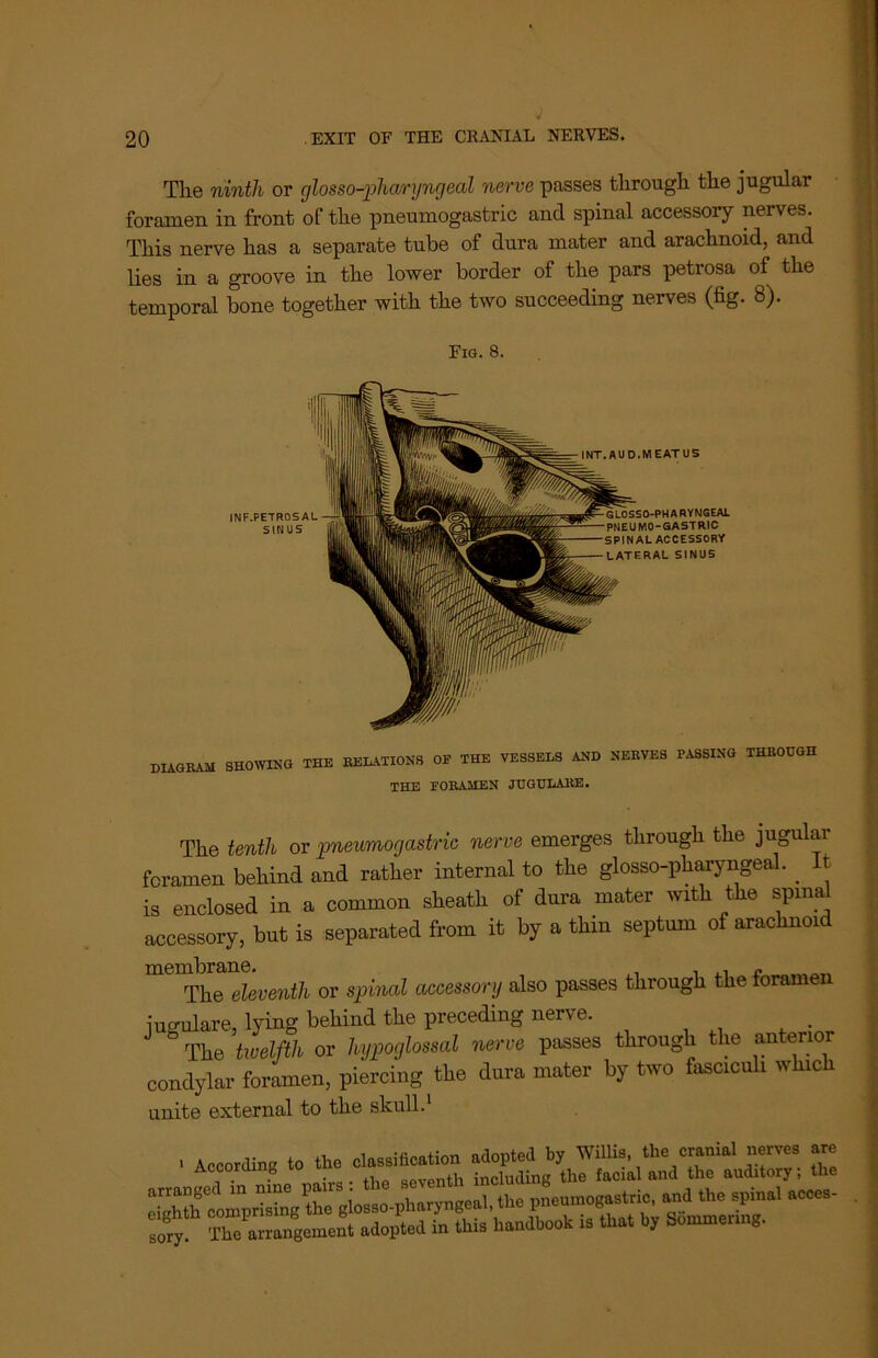 The ninth or glosso-pharyngeal nerve passes through the jugular foramen in front of the pneumogastric and spinal accessory nerves. This nerve has a separate tube of dura mater and arachnoid, and lies in a groove in the lower border of the pars petrosa of the temporal bone together with the two succeeding nerves (fig. 8). Fig. 8. DIAGRAM SHOWING THE RELATIONS OF THE VESSELS AND NERVES PASSING THROUGH THE FORAMEN JUGULAllE. The tenth or pneumogastric nerve emerges through the jugular foramen behind and rather internal to the glosso-pharyngeal. . It is enclosed in a common sheath of dura mater with the spina accessory, but is separated from it by a thin septum of arachnoid The eleventh or spinal accessory also passes through the foramen jugulare, lying behind the preceding nerve. The twelfth or hypoglossal nerve passes through the anterior condylar foramen, piercing the dura mater by two fasciculi whic unite external to the skull.1 . „ ,0«-Z The an'.ngc.ncnt adopted in this handbook is that by Sommem.g,