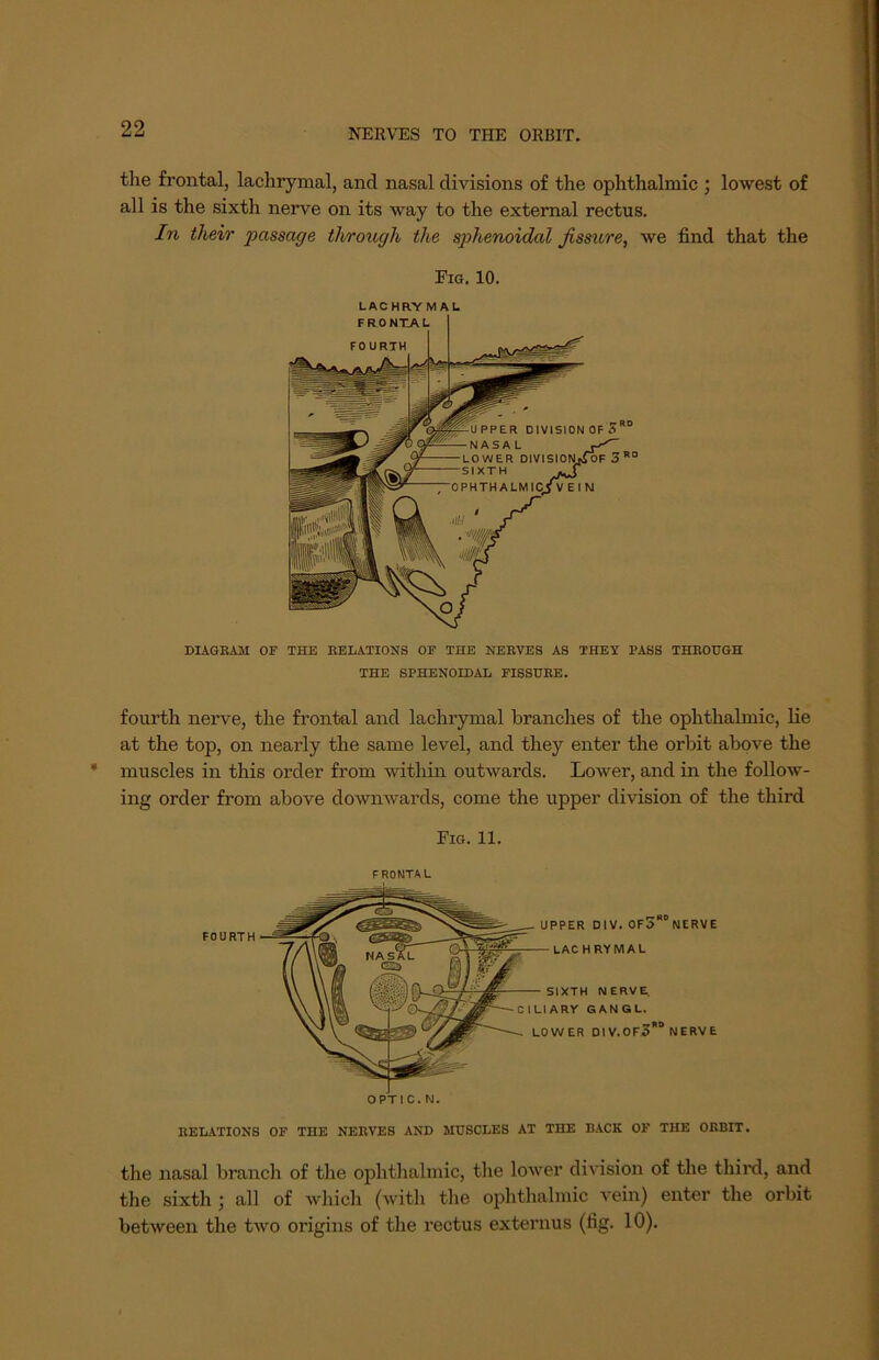 NERVES TO THE ORBIT. the frontal, lachrymal, and nasal divisions of the ophthalmic ; lowest of all is the sixth nerve on its way to the external rectus. In their passage through the sphenoidal fissure, we find that the Fig. 10. DIAGBAM OF THE BELATIONS OF THE NEBVES AS THEY PASS THBOUGH THE SPHENOIDAL FISSUEE. fourth nerve, the frontal and lachrymal branches of the ophthalmic, lie at the top, on nearly the same level, and they enter the orbit above the muscles in this order from within outwards. Lower, and in the follow- ing order from above downwards, come the upper division of the third Fig. 11. FRONTAL BELATIONS OF THE NEBVES AND MUSCLES AT THE BACK OF THE OBBIT. the nasal branch of the ophthalmic, the lower division of the third, and the sixth ; all of which (with the ophthalmic vein) enter the orbit between the two origins of the rectus externus (fig. 10).