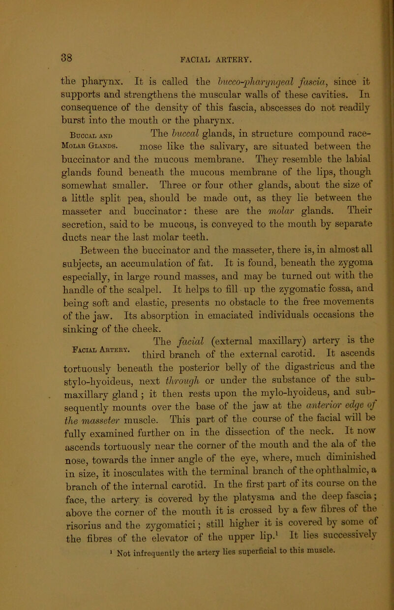 the pharynx. It is called the bucco-phwryngeal fascia, since it supports and strengthens the muscular walls of these cavities. In consequence of the density of this fascia, abscesses do not readily burst into the mouth or the pharynx. Buccal and The buccal glands, in structure compound race- Molar Glands. mose like the salivary, are situated between the buccinator and the mucous membrane. They resemble the labial glands found beneath the mucous membrane of the lips, though somewhat smaller. Three or four other glands, about the size of a little split pea, should be made out, as they lie between the masseter and buccinator: these are the molar glands. Their secretion, said to be mucous, is conveyed to the mouth by separate ducts near the last molar teeth. Between the buccinator and the masseter, there is, in almost all subjects, an accumulation of fat. It is found, beneath the zygoma especially, in large round masses, and may be turned out with the handle of the scalpel. It helps to fill up the zygomatic fossa, and being soft and elastic, presents no obstacle to the free movements of the jaw. Its absorption in emaciated individuals occasions the sinking of the cheek. The facial (external maxillary) artery is the Facial Artely. j-jbrd branch of the external carotid. It ascends tortuously beneath the posterior belly of the digastricus and the stylo-hyoideus, next through or under the substance of the sub- maxillary gland ; it then rests upon the mylo-hyoideus, and sub- sequently mounts over the base of the jaw at the anterior edge oj the masseter muscle. This part ot the course of the facial will be fully examined further on in the dissection of the neck. It now ascends tortuously near the corner of the mouth and the ala of the nose, towards the inner angle of the eye, where, much diminished in size, it inosculates with the terminal branch of the ophthalmic, a branch of the internal carotid. In the first part of its course on the face, the artery is covered by the platysma and the deep lascia; above the corner of the mouth it is crossed by a few fibres of the risorius and the zygomatici; still higher it is covered b) some of the fibres of the elevator of the upper lip.1 It lies successively 1 Not infrequently the artery lies superficial to this muscle.