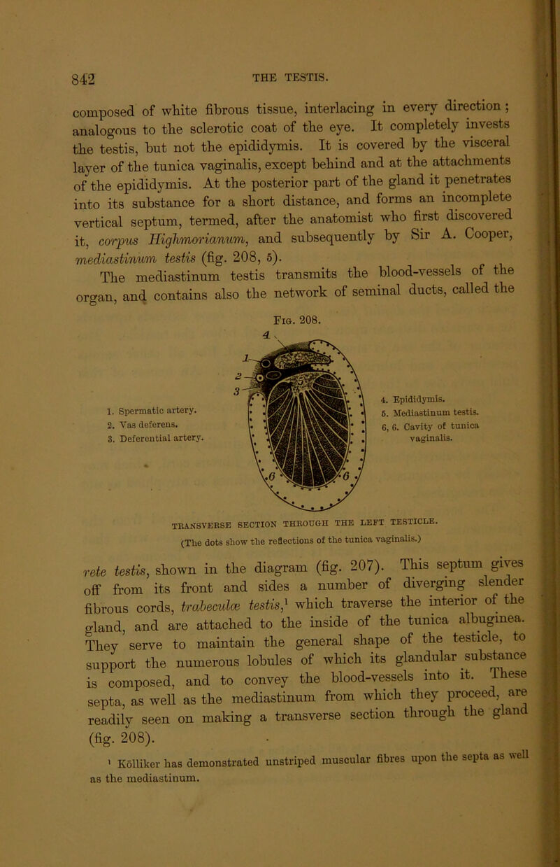 composed of white fibrous tissue, interlacing in every direction; analogous to the sclerotic coat of the eye. It completely invests the testis, but not the epididymis. It is covered by the visceral layer of the tunica vaginalis, except behind and at the attachments of the epididymis. At the posterior part of the gland it penetrates into its substance for a short distance, and forms an incomplete vertical septum, termed, after the anatomist who first discovered it, corpus Highmorianum, and subsequently by Sir A. Cooper, mediastinum testis (fig. 208, 5). The mediastinum testis transmits the blood-vessels of the organ, and contains also the network of seminal ducts, called the 1. Spermatic artery. 2. Vas deferens. 3. Deferential artery. TRANSVERSE SECTION THROUGH THE LEFT TESTICLE. (Tiie dots show the reflections of the tunica vaginalis.) rete testis, shown in the diagram (fig. 207). This septum gives off from its front and sides a number of diverging slender fibrous cords, trabeculae testis,‘ which traverse the interior of the e-land, and are attached to the inside of the tunica albuginea. They serve to maintain the general shape of the testicle, to support the numerous lobules of which its glandular substance is composed, and to convey the blood-vessels into it. These septa, as well as the mediastinum from which they proceed, are readily seen on making a transverse section through the glan (fig. 208). 1 Kolliker lias demonstrated unstriped muscular fibres upon the septa as well as the mediastinum.