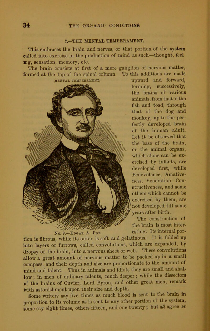 T.—THE MENTAL TEMPERAMENT. This embraces the brain and nerves, or that portion of the system called into exercise in the production of mind as such—thought, feel Cig, sensation, memory, etc. The brain consists at first of a mere ganglion of nervous matter, formed at the top of the spinal column To this additions are made mental temperament upward and forward, forming, successively, the brains of various animals, from that of the fish and toad, through that of the dog and monkey, up to the per- fectly developed brain of the human adult. Let it be observed that the base of the brain, or the animal organs, which alone can be ex- ercised by infants, are developed first, while Benevolence, Amative- ness, Veneration, Con- structiveness, and some others which cannot be exercised by them, are not developed till some years after birth. The construction of the brain is most inter- No. 9.—Edqae A. Poe. esting. Its internal por- tion is fibrous, while its outer is soft and gelatinous. It is folded up into layers or furrows, called convolutions, which are expanded, by dropsy of the brain, into a nervous sheet or web. These convolutions allow a great amount of nervous matter to be packed up in a small compass, and their depth and size are proportionate to tbc amount of mind and talent. Thus in animals and idiots they are small and shal- low ; in men of ordinary talents, much deeper; while the dissectors of the brains of Cuvier, Lord Byron, and other great men, remark K’ith astonishment upon their size and depth. Some writers say five times as much blood is sent to the brain in proportion to its volume as is sent to any other portion of the system, gome say eight times, others fifteen, and one twenty ; but all agree as