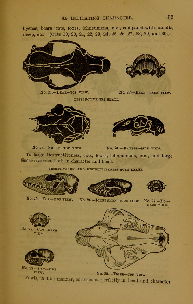 hyenas, bears cats, foxes, ichneumons, etc., compared with raobits, sheep, etc. (Cuts 19, 20, 21, 22, 23, 24, 25, 26, 27, 28, 29, and 30.J No. 21.—Bear—top view. No. 22.—Bear—back view. DESTBU OTIV ENES9 SHALL. No. 28.—Sheep—top view. No. 24.—Babbit—side view. To large Destructiveness, cats, foxes, ichneumons, etc., add large Sechetiveness, both in character and head. 8EOEETIVENE88 AND DESTRUCTIVENESS BOTH LARGE. BACK VIEW. No 25.—Cat—back view ' No. 29 -Cat VIEW. -SIDE ^ No. 80.—Tiger—top view. I'owls, in like manner, correspond perfectly in head and char act*