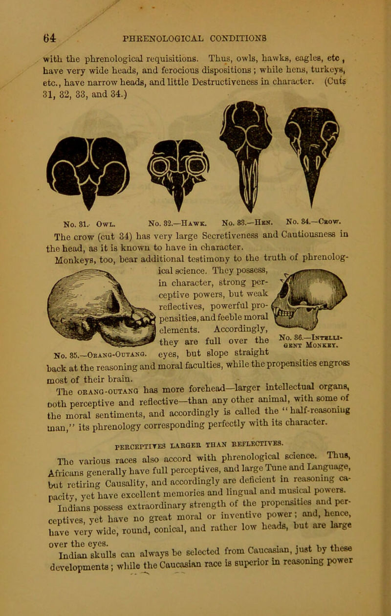 with the phrenological requisitions. Thus, owls, hawks, eagles, etc , have very wide heads, and ferocious dispositions ; while hens, turkeys, etc., have narrow heads, and little Destructiveness in character. (Cuts 31, 32, 33, and 34.) No. 81.- Owl. No. 82.—Hawk. No. 83.—Hen. No. 84.—Ckow. The crow (cut 34) has very large Secretiveness and Cautiousness in the head, as it is known to have in character. Monkeys, too, hear additional testimony to the truth of phrenolog- ical science. They possess, in character, strong per- ceptive powers, hut weak reflectives, powerful pro-1 1 pensities, and feehle moral | elements. Accordingly, they are full over the _ eyes, but slope straight hack at the reasoning and moral faculties, while the propensities engross most of their brain. The orang-outang has more forehead-larger intellectual organs, Doth perceptive and reflective—than any other animal, with some of the moral sentiments, and accordingly is called the “ half-reasoning man,” its phrenology corresponding perfectly with its character. No. 85.—Oeang-Outang. No. 86.—Intelli- gent Monkey. FERCErTITES LARGER THAN REFLECTIVES. The various races also accord with phrenological science. Thus, Africans generally have full perccptives, and large Tune and Language, hut retiring Causality, and accordingly are deficient in reasoning ca- pacity vet have excellent memories and lingual and musical powers. Indians possess extraordinary strength of the propensities and per- ceptives, yet have no great moral or inventive power; and, hence, have very wide, round, conical, and rather low heads, hut are large °VlLlianskulls can always ho selected from Caucasian, just by these developments; while the Caucasian race is superior in reasoning power