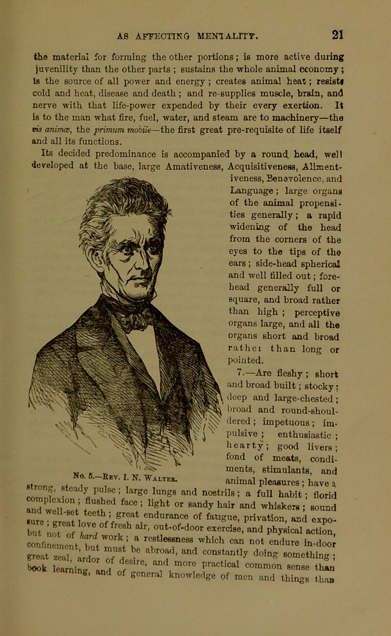 the material for forming the other portions; is more active during juvenility than the other parts ; sustains the whole animal economy; Is the source of all power and energy; creates animal heat; resist* cold and heat, disease and death ; and re-supplies muscle, brain, and nerve with that life-power expended by their every exertion. It is to the man what fire, fuel, water, and steam are to machinery—the m animce, the primum mobile—the first great pre-requisite of life itself and all its functions. Its decided predominance is accompanied by a round head, well developed at the base, large Amativeness, Acquisitiveness, Aliment- iveness, Benevolence, and Language; large organs of the animal propensi- ties generally; a rapid widening of the head from the corners of the eyes to the tips of the ears; side-head spherical and well filled out; fore- head generally full or square, and broad rather than high ; perceptive organs large, and all the organs short and broad rathei than long or pointed. 7.—Are fleshy ; short and broad built; stocky; deep and large-chested ; broad and round-shoul- dered ; impetuous; im- pulsive ; enthusiastic ; hearty; good livers; fond of meats, condi- ments, stimulants, and .tcndy I'ulse; l»rge Iun~ and J,7 'eS loveZ\eTt.'mdnr*n“ °f <“W». Privation, and expo- but / , f78h °ut-°f-door ««cfae, and physical action, confinement 'f work ’ tt restlessness which can not endure in-door great zeal ardor T, ^ doing something ; book learning and 'T'™' ^ m°rG prMtlcal comm« sense than g, and of general knowledge of men and things than No. B.-Bev. I. N. Wai/tee.