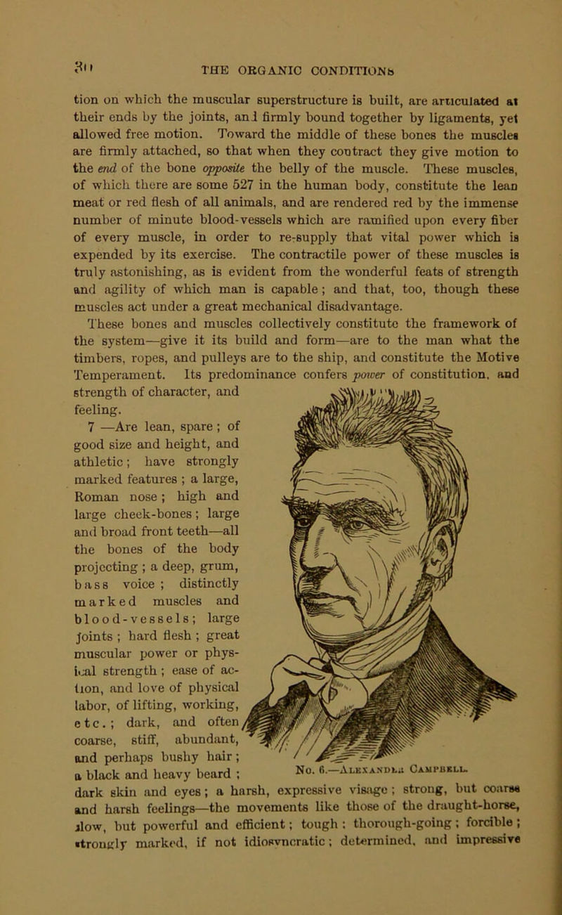 tion on which the muscular superstructure is built, are articulated at their ends by the joints, anl firmly bound together by ligaments, yet allowed free motion. Toward the middle of these bones the musclei are firmly attached, so that when they contract they give motion to the end of the bone opposite the belly of the muscle. These muscles, of which there are some 527 in the human body, constitute the lean meat or red flesh of all animals, and are rendered red by the immense number of minute blood-vessels which are ramified upon every fiber of every muscle, in order to rcrSupply that vital power which is expended by its exercise. The contractile power of these muscles is truly astonishing, as is evident from the wonderful feats of strength and agility of which man is capable; and that, too, though these muscles act under a great mechanical disadvantage. These bones and muscles collectively constitute the framework of the system—give it its build and form—are to the man what the timbers, ropes, and pulleys are to the ship, and constitute the Motive Temperament. Its predominance confers power of constitution, and strength of character, and feeling. 7 —Are lean, spare; of good size and height, and athletic; have strongly marked features ; a large, Roman nose; high and large cheek-bones; large anil broad front teeth—all the bones of the body projecting ; a deep, grum, bass voice ; distinctly marked muscles and blood-vessels; large Joints ; hard flesh ; great muscular power or phys- ical strength ; ease of ac- tion, and love of physical labor, of lifting, working, etc.; dark, and often coarse, stiff, abundant, and perhaps bushy hair; a black and heavy beard ; dark skin and eyes; a harsh, expressive visage; strong, but coanw and harsh feelings—the movements like those of the draught-horse, jlow, but powerful and efficient; tough : thorough-going ; forcible ; •trouiily marked, if not idiosvncratic; deUumined. and Impressive