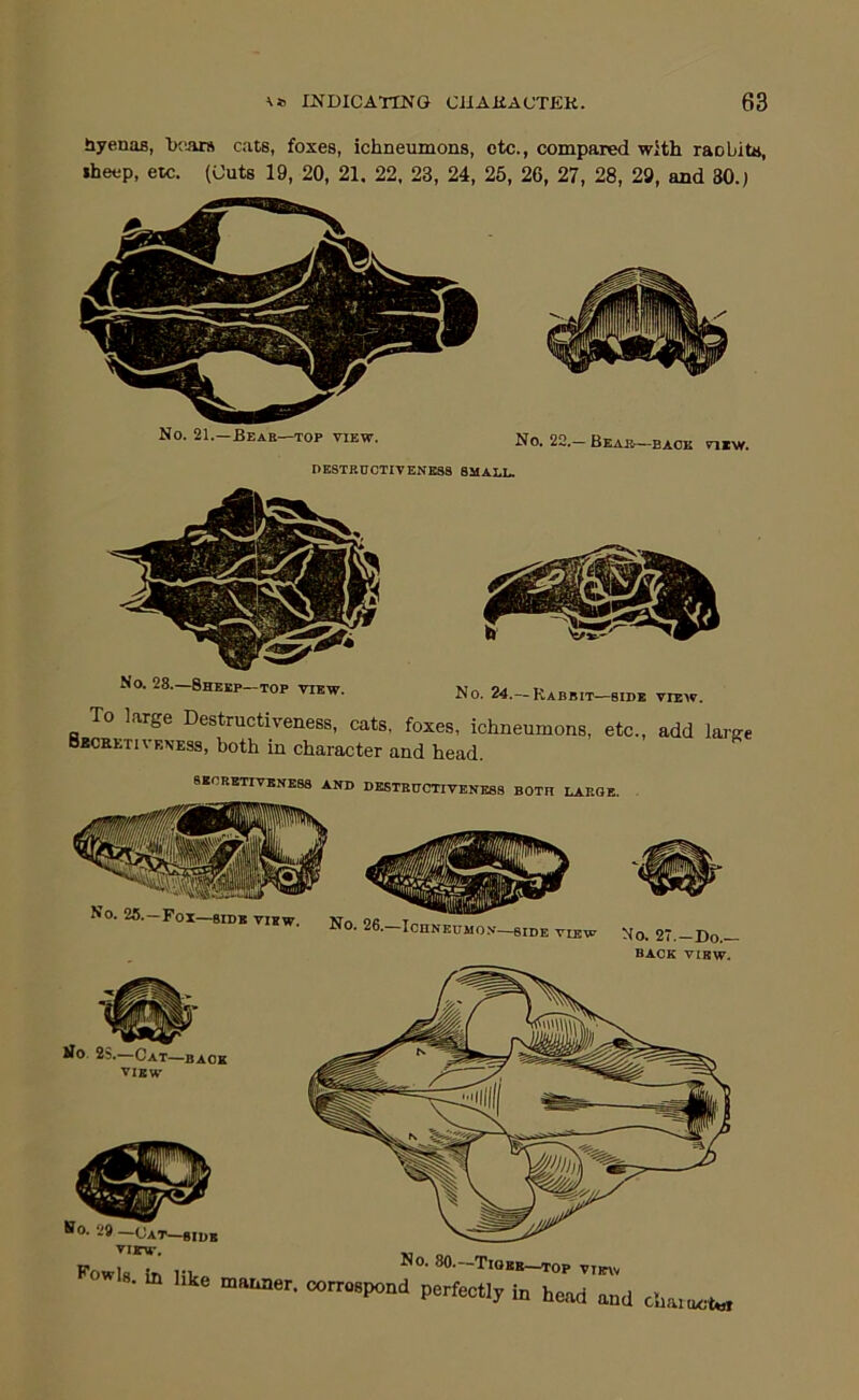 hyenas, bcArs cats, foxes, ichneumons, etc., compared with raobito, iheep, etc. (Cuts 19, 20, 21. 22, 23, 24, 25, 26, 27, 28, 29, and 30.) No. 21.-BEAK-TOP VIEW. No. 22.- BBAa-SAOK VlIW. DESTRUCTIVENESS SMALL. No. 28.—Sheep—top view. No. 24.—Rabbit—SIDE view. To large Destructiveness, cats, foxes, ichneumons, etc., add large BKcatTivBNEss, both in character and head. 8BORSTITENK88 AND DESTBUCTTVENESS BOTH LAKOE. BACK VIEW. tfo. 2S,—Cat—back VIEW wo. 29 —(Jat—gjjjjj VIEV. KowIb in rt- TOP VIEW . to hke „«„er. oom.po.d perfectly to heed end ch..ee*