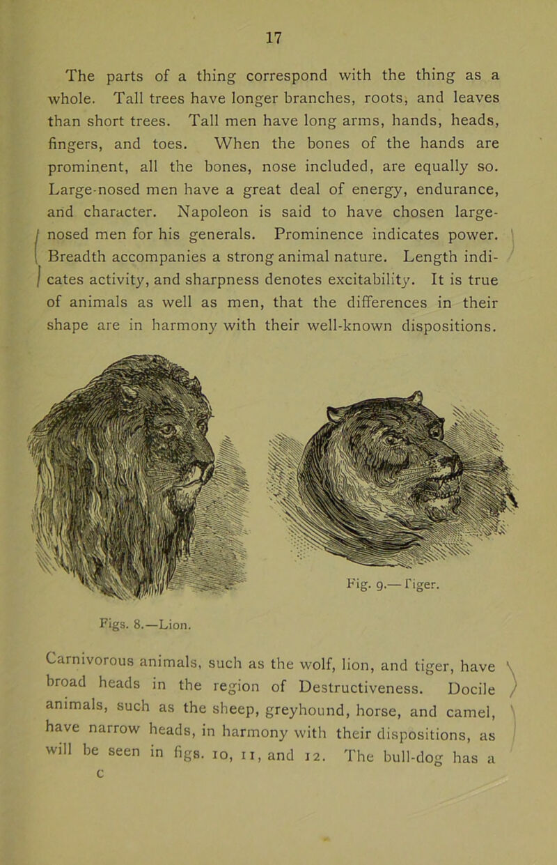 The parts of a thing correspond with the thing as a whole. Tall trees have longer branches, roots, and leaves than short trees. Tall men have long arms, hands, heads, fingers, and toes. When the bones of the hands are prominent, all the bones, nose included, are equally so. Large-nosed men have a great deal of energy, endurance, and character. Napoleon is said to have chosen large- I nosed men for his generals. Prominence indicates power. \ Breadth accompanies a strong animal nature. Length indi- I cates activity, and sharpness denotes excitability. It is true of animals as well as men, that the differences in their shape are in harmony with their well-known dispositions. Figs. 8.—Lion. Carnivorous animals, such as the wolf, lion, and tiger, have ' broad heads in the region of Destructiveness. Docile animals, such as the sheep, greyhound, horse, and camel, have narrow heads, in harmony with their dispositions, as will be seen in figs, io, 11, and 12. The bull-dog has a c