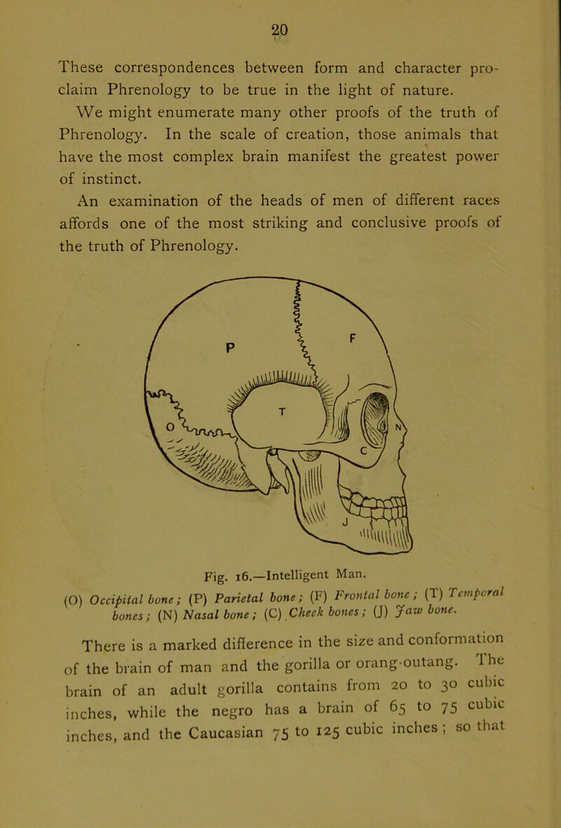 These correspondences between form and character pro- claim Phrenology to be true in the light of nature. We might enumerate many other proofs of the truth of Phrenology. In the scale of creation, those animals that have the most complex brain manifest the greatest power of instinct. An examination of the heads of men of different races affords one of the most striking and conclusive proofs of the truth of Phrenology. Fig. 16.—Intelligent Man. (O) Occipital bone; (P) Parietal bone; (F) Frontal bone; (T) Temporal bones; (N) Nasal bone; (C) Cheek bones; (J) yaw bone. There is a marked difference in the size and conformation of the brain of man and the gorilla or orang-outang. I he brain of an adult gorilla contains from 20 to 30 cubic inches, while the negro has a brain of 65 to 75 cubic inches, and the Caucasian 75 to 125 cubic inches ; so that