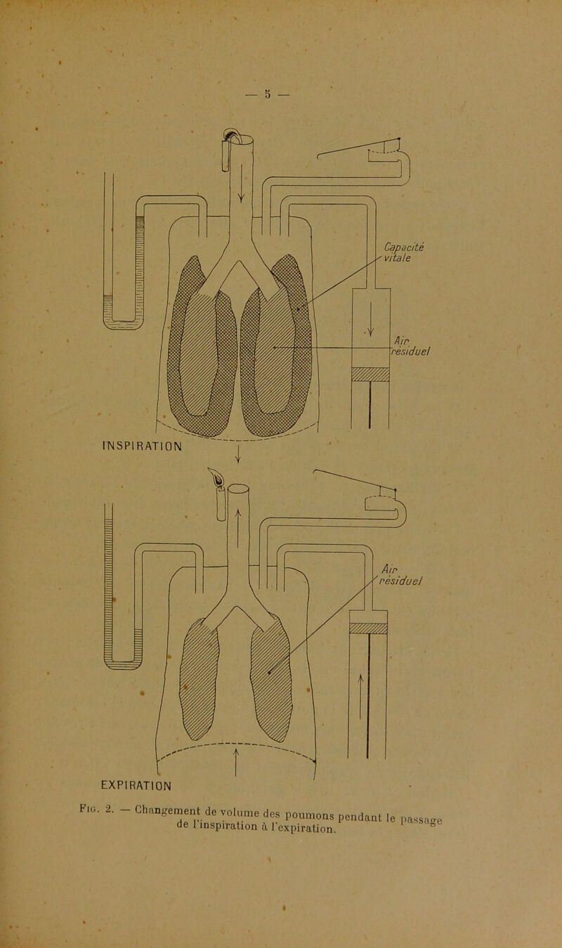 Fig. EXPIRATION Air résiduel Capacité vitale INSPIRATION 2. Changement de volume des poumons pendant le passai