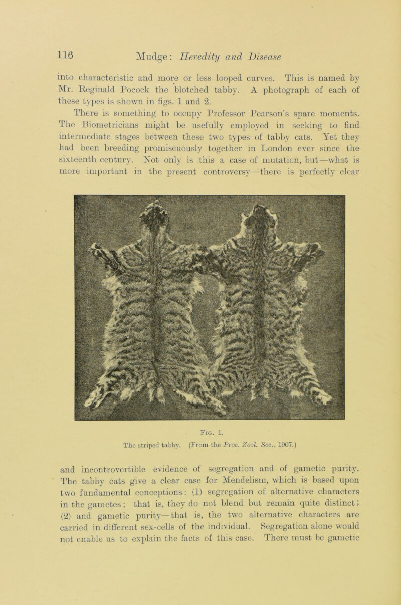 mto characteristic and more or less looped curves. This is named by Mr. Reginald Pocock the blotched tabby. A photograph of each of these types is shown in figs. 1 and 2. There is something to occupy Professor Pearson’s spare moments. The Biometricians might be usefully employed in seeking to find intermediate stages between these two types of tabby cats. Yet they had been breeding promiscuously together in London ever since the sixteenth century. Not only is this a case of mutation, but—what is more important in the present controversy—there is perfectly clear Fig. 1. The striped tabby. (From the Proc. Zool. Soc., 1907.) and incontrovertible evidence of segregation and of gametic purity. The tabby cats give a clear case for Mendelism, which is based upon two fundamental conceptions : (1) segregation of alternative characters in the gametes; that is, they do not blend but remain quite distinct; (2) and gametic purity—that is, the two alternative characters are carried in different sex-cells of the individual. Segregation alone would not enable us to explain the facts of this case. There must be gametic