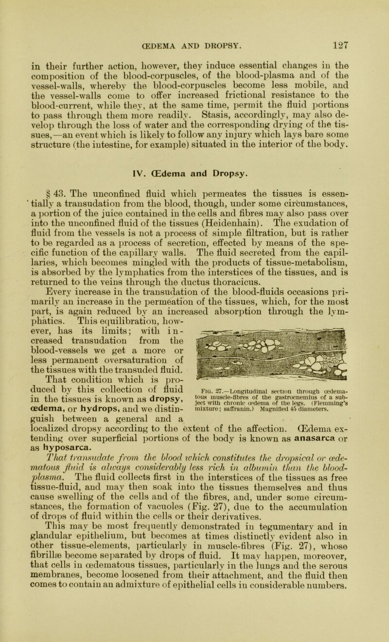in tlieir furtlier action, liowever, they induce essential changes in the composition of the blood-corpuscles, of tke blood-plasma and of tke vessel-walls, whereby the blood-corpuscles become less mobile, and the vessel-walls come to offer increased frictional resistance to the blood-current, wliile they, at the same time, permit the fluid portions to pass tlirougk them more readilv. Stasis, accordingly, may also cle- velop through the loss of water and the corresponding drying of the tis- sues,—an event which is likely to follow any injury which lays bare some structure (the intestine, for example) situated in the interior of the body. IV. CEdema and Dropsy. § 43. The unconfmed fluid which permeates the tissues is essen- * tially a transudation from the blood, thougli, under some circumstances, a portion of the juice contained in the cells and fibres may also pass over into the unconfined fluid of the tissues (Heidenhain). The exudation of fluid from the vessels is not a process of simple filtration, but is ratlier to be regarded as a process of secretion, effected by means of the spe- cific function of the capillary walls. The fluid secreted from the capil- laries, which becomes mingled with the products of tissue-metabolism, is absorbed by the lymphatics from the interstices of the tissues, and is returned to the veins through the ductus tlioracicus. Every increase in the transudation of the blood-fluids occasions pri- marily an increase in the permeation of the tissues, which, for the most part, is again reduced by an increased absorption through the lym- phatics. This equilibratiou, liow- ever, lias its limits; with i n - creased transudation from the blood-vessels we get a more or less permanent oversaturation of the tissues with the transuded fluid. Tliat condition which is pro- duced by this collection of fluid in the tissues is known as dropsy, oedema, or hydrops, and we distin- guish between a general and a localized dropsy according to the extent of the affection. CEdema ex- tending over superficial portions of the body is known as anasarca or as hyposarca. Tliat transudate from the blood loliicli constitutes the dropsical or oede- matous fluid is always considerably less rieh in albumin tlian the blood- plasma. The fluid collects first in the interstices of the tissues as free tissue-fluid, and may then soak into the tissues tliemselves and thus cause swelling of the cells and of the fibres, and, under some circum- stances, the formation of vacuoles (Fig. 27), due to the accumulation of drops of fluid witliin the cells or tlieir derivatives. This may be most frequently demonstrated in tegumentary and in glandular epithelium, but becomes at times distinctly evident also in other tissue-elements, particularly in muscle-fibres (Fig. 27), wliose fibrillse become separated by drops of fluid. It may happen, moreover, that cells in oedematous tissues, particularly in the lungs and the serous membranes, become loosened from tlieir attachment, and the fluid then comes to contain an admixture of epithelial cells in considerable numbers. Fig. 27.—Longitudinal section through oedetna- tous muscle-flbres of the gastroenemius of a sub- ject with chronic oedema of the legs. (Flemming’s mixture: saffranin.) Magnifled 45 diameters.