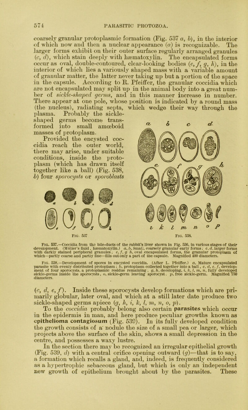 coarsety granulär protoplasmic formation (Fig. 537 a, b), in tlie interior of which now and tlien a nuclear appearance (er.) is recognizable. Tlie larger forms exliibit on their outer surface regularly arranged granules (c, d), wliicli stain deeply witli liaematoxylin. The encapsulated forms occur as oval, double-contoured, clear-looking bodies (e, /, g, /*), in the interior of wliicli lies a variously sliaped mass with a variable amount of granulär matter, tlie latter never taking up but a portion of tlie space in tlie capsule. According to B. Pfeiffer, tlie granulär coccidia wliicli are not encapsulated may split up in tlie animal body into a great num- ber of sickle-shaped germs, and in tliis manner increase in number. Tliere appear at one pole, wliose position is indicated by a round mass (tlie nucleus), radiating septa, which wedge their way through the plasma. Probably the sickle- shaped germs become trans- formed into small amoeboid masses of protoplasm. Provided the encysted coc- •cidia reach the outer world, tliere may arise, under suitable conditions, inside the proto- plasm (which lias drawn itself together like a ball) (Pig. 538, b) four sporocyst.s or sporobJasts v k l nv n ° P FiG. 538. Fig. 537.—Coccidia from tho bile-ducts of the rabbit’s liver shown in Fig. 536, in various stages of their development. (Müller's fluid , liaematoxylin.) a, />, Small, coarsely granulär early forms; c, d, larger forms •with darkly stained peripheral granules. e,/, o /(, oval encapsulated forms, the granulär protoplasm of which—partly coarse and partly üne—fllls outonly a part of the capsule. Magnifled 400 diameters. Fig. 538.—Development of spores in encysted coccidia. (After L. Pfeiffer.) a, Mature encapsulated parasite with evenly distributed protoplasm ; />, protoplasm collected together into a ball, c. d, e, /, develop- ment of four sporocysts, a protoplasmic residue remaining ; y, h, developing, i, k, l, m, n, fully’ developed sickle-germs inside the sporocysts, o, sickle-germ leaving sporocyst, p, free sickle-germ. Magnifled 750 diameters. (c, d, e, f). Inside tliese sporocysts develop formations wdiicli are pri- marily globular, later oval, and which at a still later date produce two sickle-sliaped germs apiece {g, h, i, k, I, m, n, o, p). To the coccidia probably belong also certain parasites which occur in the epidermis in man, and here produce peculiar growtlis known as epithelioma contagiosum (Fig. 539). In its fully developed condition the growtli consists of a‘ nodule the size of a small pea or larger, which projects above the surface of the skin, shows a small depression in the centre, and possesses a waxy lustre. In the section tliere may be recognized an irregulär epithelial growtli (Fig. 539, d) with a central orifice opening outward {g)—that is to say, a formation which recalls a gland, and, indeed, is frequently considered as a liypertropliic sebaceous gland, but which is only an independent new growth of epithelium brouglit about by the parasites. These