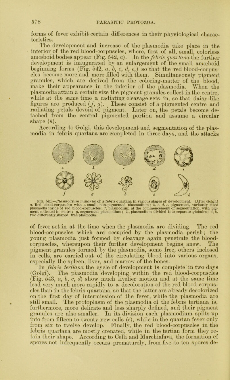forms of fever exliibit certain differences in their physiological cliarac- teristics. The development and increase of the plasmodia take place in the inferior of tlie red blood-corpuscles, wliere, first of all, small, colorless amoeboid bodies appear (Fig. 542, a). In the febris quartana the further development is inaugurated by an enlargement of the small amoeboid beginning forms (Fig. 542, a, b, c, d, e,) so tliat the red blood-corpus- cles become more and more filled with tliem. Simultaneously pigment granules, which are derived from the coloring-matter of the blood, make their appearance in the inferior of the plasmodia. When the plasmodia attain a certain size the pigment granules collect in the centre, while at the same time a radiating cleavage sets in, so that daisy-like figures are produced (/, g). These consist of a pigmented centre aüd radiating petals devoid of pigment. Later on, tlie petals become de- taclied from the central pigmented portion and assume a circular shape (h). According to Golgi, tliis development and Segmentation of the plas- modia in febris quartana are completed in three days, and the attacks Fig. 542.—Plasmodium malarim of a febris quartana in various stages of development. (After Golgi.) a, Red blood-corpuscles with a small, non-pigmented Dlasmodium; b, c, d, e, pigmented, variously sized plasmodia inside of red blood-corpuscles; /, plasmodiuL_ at the commencement of Segmentation, with pig- ment collected in centre; g, segmented plasmodium; /(, plasmodium divided into separate globules; i, two differently shaped, free plasmodia. of fever set in at the time when the plasmodia are dividing. The red blood-corpuscles which are occupied by the plasmodia perish; the young plasmodia just formed by cleavage again penetrate the blood- corpuscles, whereupon their further development begins anew. The pigment granules formed by the plasmodia, some free, otliers inclosed in cells, are carried out of the circulating blood into various organs, especially the spieen, liver, and marrow of the bones. In febris tertiana the cycle of development is complete in two days (Golgi). The plasmodia developing witliin the red blood-corpuscles (Fig. 543, a, b, c, d) show mach livelier motion and at the same time lead very mucli more rapidly to a decoloration of the red blood-corpus- cles than in the febris quartana, so that the latterare already decolorized on the first day of intermission of the fever, while the plasmodia aro still small. The protoplasm of tlie plasmodia of the febris tertiana is, furtliermore, more delicate and less sliarply defined, and their pigment granules are also smaller. In its division eacli plasmodium splits up into from fifteen to twenty new cells (c), while in tlie quartan fever onlv from six to tv/elve develop. Finally, the red blood-corpuscles in the fei )ris quartana are mostly crenated, while in the tertian form tliey re- tain their shape. According to Celli and Marchiafava, the formation cf spores not inlrequently occurs prematurely, from five to teil spores de-
