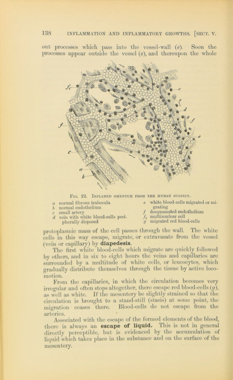 out processes which pass into the vessel-wall (e). Soon the processes appear outside the vessel (e), and thereupon the whole a b c d FlO. 22. InEEAMED OMENTUM E110M THE human subject. normal fibrous trabecula normal cndothelium small artery vein with white blood-cells peri- pherally disposed e wliitc blood-cells migrated or mi- grating / desquamated endothelium /j multinuclear cell <j migrated red blood-cells protoplasmic inass of the cell passes through the wall. The white eells in this way escape, migrate, or extravasate from the vessel (vein or capillary) by diapedesis. The first white blood-cells which migrate arc quickly followed by others, and in six to eight hours the veins and capillaries are surrounded by a multitude of wliitc cells, or leucocytcs, which gradually distribute themselves through the tissue by active loco- motion. From the capillaries, in which the circulation bccomes very irregulär and often stops altogether, there escape red blood-cells (g), as well as white. If the mesentery be slightly strained so that the circulation is brought to a stand-still (stasis) at somc point, the migration ceases there. Blood-cells do not escape from the arteries. Associated with the escape of the formed elements of the blood, there is always an escape of liquid. I bis is not in general directly perceptible, but is evidenced by the accumulation of liquid which takes place in the substance and on the surface of the mesentery.
