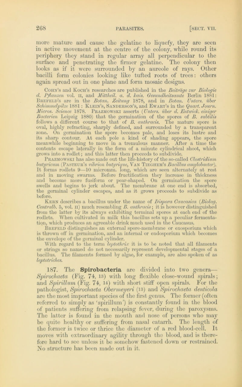 more mature and cause the gelatine to liquefy, they are seen in active movement at the centre of the colony, while round its periphery they stand in regulär array all perpendicular to the surface and penetrating the firmer gelatine. The colony then looks as if it were surrounded by an aureole of rays. Other bacilli form colonies looking like tufted roots of trees: others again spread out in one plane and form mosaic designs. Cohn’s and Koch’s researches are published in tlie Beiträge zur Biologie d. Pflanzen vol. n, and Mittheil. a. d. hais. Gesundheitsamte Berlin 1881: Brefeld’s are in the Botan. Zeitung 1878, and in Botan. Unters, über Schimmelpilze 1881 : Iylein’s, Sanderson’s, and Ewart’s in the Quart. Journ. Mi er os. Science 1878. Prazmowski asserts (Unters. über d. Entwich, einiger Bacterien Leipzig 1880) that the germination of the spores of B. subtilis follows a different course to that of B. anthracis. The mature spore is oval, highly refracting, sharply defined, and surrounded by a transparent zone. On germination the spore becomes pale, and loses its lustre and its sharp contour. At each pole a kind of shading appears, the spore meanwhile beginning to move in a tremulous manner. After a time the contents escape laterally in the form of a minute cylindrical shoot, which grows into a rodlet; and this latter then proceeds to subdivide. Prazmowski has also made out the life-liistory of the so-called Clostridium butyricum (Pasteur’s vibrion butyrigue, Van Tieghem’s Bacillus amylobacter). It forms rodlets 9—10 micromm. long, which are seen alternately at rcst and in moving swarms. Before fructification they increase in thickness and become more fusiform or pear-sliaped. On germination the spore swells and begins to jerk about. The membrane at one end is absorbcd, the germinal cylinder escapes, and as it grows proceeds to subdivide as before. Kern describes a bacillus under the name of Dispora Caucasica (Biolog. Centralb. 5, vol. ii) much resembling B. anthracis; itis however distinguished from the latter by its always exhibiting terminal spores at each end of the rodlets. When cultivated in milk this bacillus sets up a peculiar fermenta- tion, which produces an agreeable drink much used in the Caucasus. Brefeld distinguishes an external spore-membrane or exosporium which is thrown off in germination, and an internal or endosporium which becomes the envelope of the germinal cylinder. With regard to the term leptotlirix it is to be noted that all filaments or strings so narned do not necessarily represent developmental stages of a bacillus. The filaments formed by algae, for example, are also spoken of as leptotriches. 187. The Spirobacteria are divided into two genera— Spirochaeta (Fig. 74, 13) with long flexible close-wound spirals; and Spirillum (Fig. 74, 14) with short stiff open spirals. For the pathologist, Spirochaeta Obermeyeri (13) and Spirochaeta denticola are the most important species of the first genus. The former (often referred to simply as ‘spirillum’) is constantly found in the blood of patients suffering from relapsing fever, during the paroxysms. The latter is found in the mouth and nose of persons who may be quite healthy or suffering from nasal catarrh. The length of the former is twice or thrice the diarneter of a red blood-cell. It rnoves with extraordinary agility through the blood, and is there- fore hard to see unless it be somehow fastened down or restrained. No structure has been made out in it.
