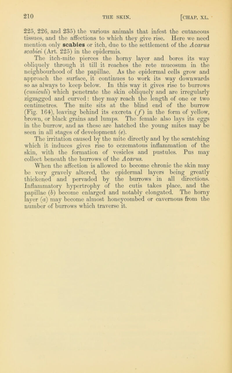 225, 226, and 235) the various animals that infest the cutaneous tissues, and the affections to which they give rise. Here we need mention only scabies or itch, due to the Settlement of the Acarus scabiei (Art. 225) in the epidermis. The itch-mite pierces the horny layer and bores its way obliquely through it tili it reaches the rete mucosum in the neighbourhood of the papillae. As the epidermal cells grow and approach the surface, it continues to work its way downwards so as always to keep below. In this way it gives rise to burrows (cuniculi) which penetrate the skin obliquely and are irregularly zigzagged and curved: they may reach the length of one or two centimetres. The mite sits at the blind end of the burrow (Fig. 164), leaving behind its excreta (f) in the form of yellow, brown, or black grains and lumps. The female also lays its eggs in the burrow, and as these are hatched the young mites may be seen in all stages of development (e). The irritation caused by the mite directly and by the scratching which it induces gives rise to eczematous inflammation of the skin, with the formation of vesicles and pustules. Pus may collect beneath the burrows of the Acarus. When the affection is allowed to become chronic the skin may be very gravely altered, the epidermal layers being greatly thickened and pervaded by the burrows in all directions. Inflammatory hypertrophy of the cutis takes place, and the papillae (6) become enlarged and notably elongated. The horny layer (a) may become almost honeycombed or cavcrnous from the number of burrows which traverse it.