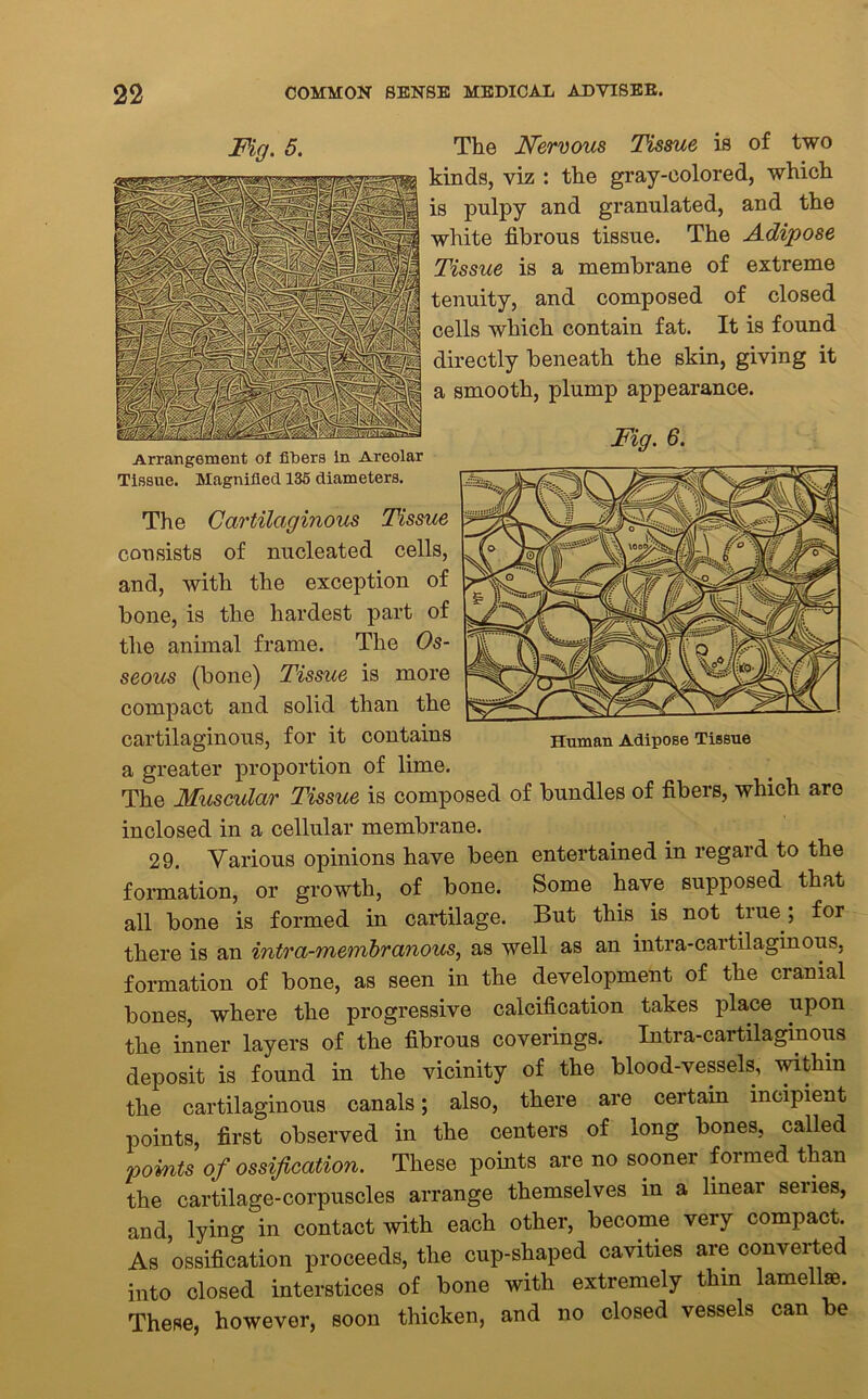 Fg. 5. The Nervous Tissue is of two kinds, viz : the gray-colored, which is pulpy and granulated, and the white fibrous tissue. The Adipose Tissue is a membrane of extreme tenuity, and composed of closed cells which contain fat. It is found directly beneath the skin, giving it a smooth, plump appearance. Arrangement of fibers in Areolar Tissue. Magnified 135 diameters. The Cartilaginous Tissue consists of nucleated cells, and, with the exception of bone, is the hardest part of the animal frame. The Os- seous (bone) Tissue is more compact and solid than the cartilaginous, for it contains a greater proportion of lime. The Muscular Tissue is composed of bundles of fibers, which are inclosed in a cellular membrane. 29. Various opinions have been entertained in regard to the formation, or growth, of bone. Some have supposed that all bone is formed in cartilage. But this is not true; for there is an intra-membranous, as well as an intra-cartilaginous, formation of bone, as seen in the development of the cranial bones, where the progressive calcification takes place upon the inner layers of the fibrous coverings. Intra-cartilaginous deposit is found in the vicinity of the blood-vessels, within the cartilaginous canals; also, there are certain incipient points, first observed in the centers of long bones, called points of ossification. These points are no sooner formed than the cartilage-corpuscles arrange themselves m a linear senes, and lying in contact with each other, become very compact. As ’ossification proceeds, the cup-shaped cavities are converted into closed interstices of bone with extremely thin lamellae. These, however, soon thicken, and no closed vessels can be Fig. 6. Human Adipose Tissue