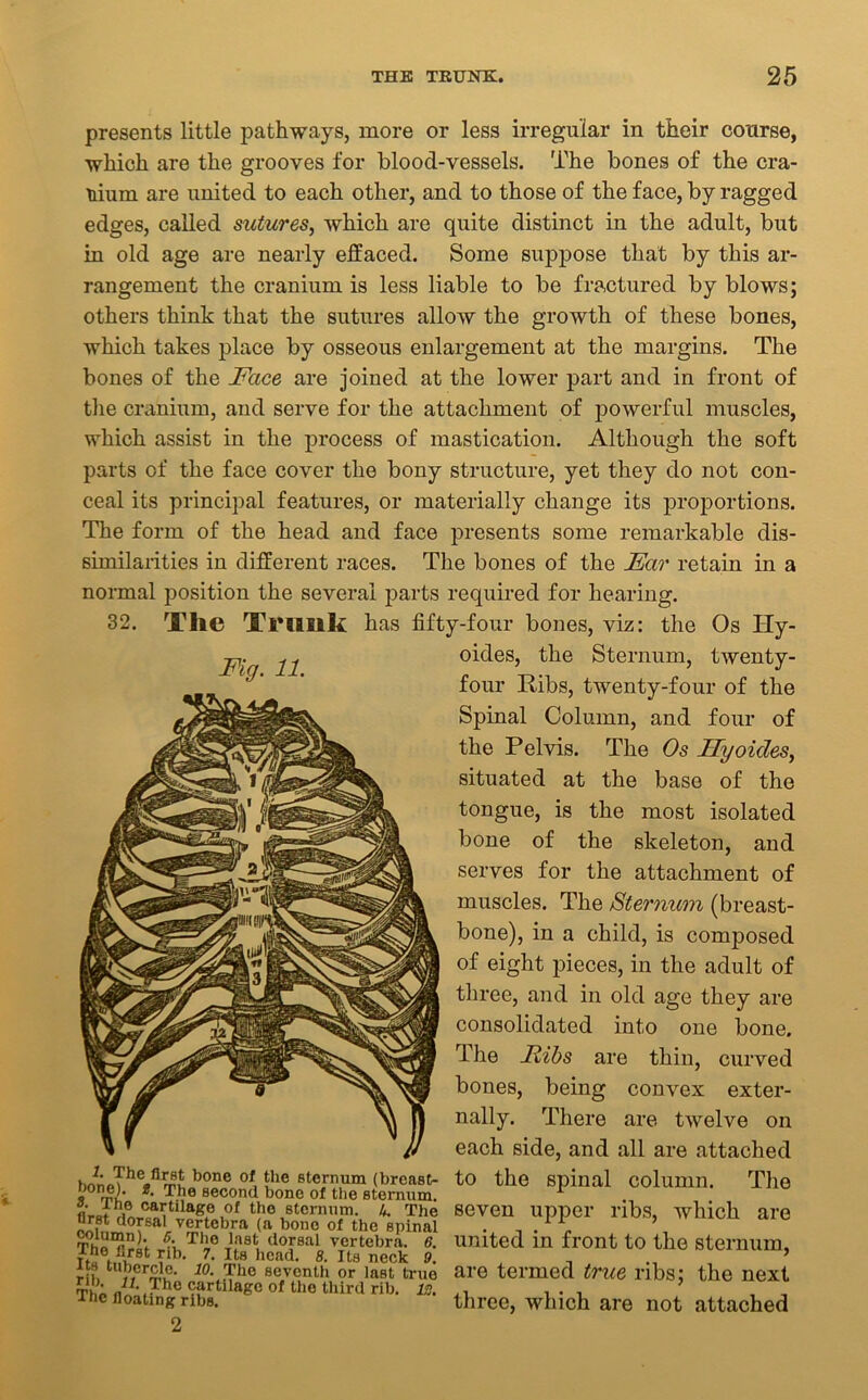 presents little pathways, more or less irregular in their course, which are the grooves for blood-vessels. The bones of the cra- nium are united to each other, and to those of the face, by ragged edges, called sutures, which are quite distinct in the adult, but in old age are nearly effaced. Some suppose that by this ar- rangement the cranium is less liable to be fractured by blows; others think that the sutures allow the growth of these bones, which takes place by osseous enlargement at the margins. The bones of the Face are joined at the lower part and in front of the cranium, and serve for the attachment of powerful muscles, which assist in the process of mastication. Although the soft parts of the face cover the bony structure, yet they do not con- ceal its principal features, or materially change its proportions. The form of the head and face presents some remarkable dis- similarities in different races. The bones of the Far retain in a normal position the several parts required for hearing. 32. The Trunk has fifty-four bones, viz: the Os Hy- oides, the Sternum, twenty- four Ribs, twenty-four of the Spinal Column, and four of the Pelvis. The Os Ilyoides, situated at the base of the tongue, is the most isolated bone of the skeleton, and serves for the attachment of muscles. The Sternum (breast- bone), in a child, is composed of eight pieces, in the adult of three, and in old age they are consolidated into one bone. The Fibs are thin, curved bones, being convex exter- nally. There are twelve on each side, and all are attached to the spinal column. The seven upper ribs, which are united in front to the sternum, are termed true ribs; the next three, which are not attached Fig. 11. 1. The first bone of the sternum (breas v>ormu second bone of the stemun „• cartilage of the sternum. 4. Tl: tir8t dorsal vertebra (a bone of the spins G‘ ^’1,e last dorsal vertebra, rhe first rib. 7. Its head. 8. Its neck ; its tubercle. 10. The seventh or last tru m?l „n- The cartilage of the third rib. l -the floating ribs.