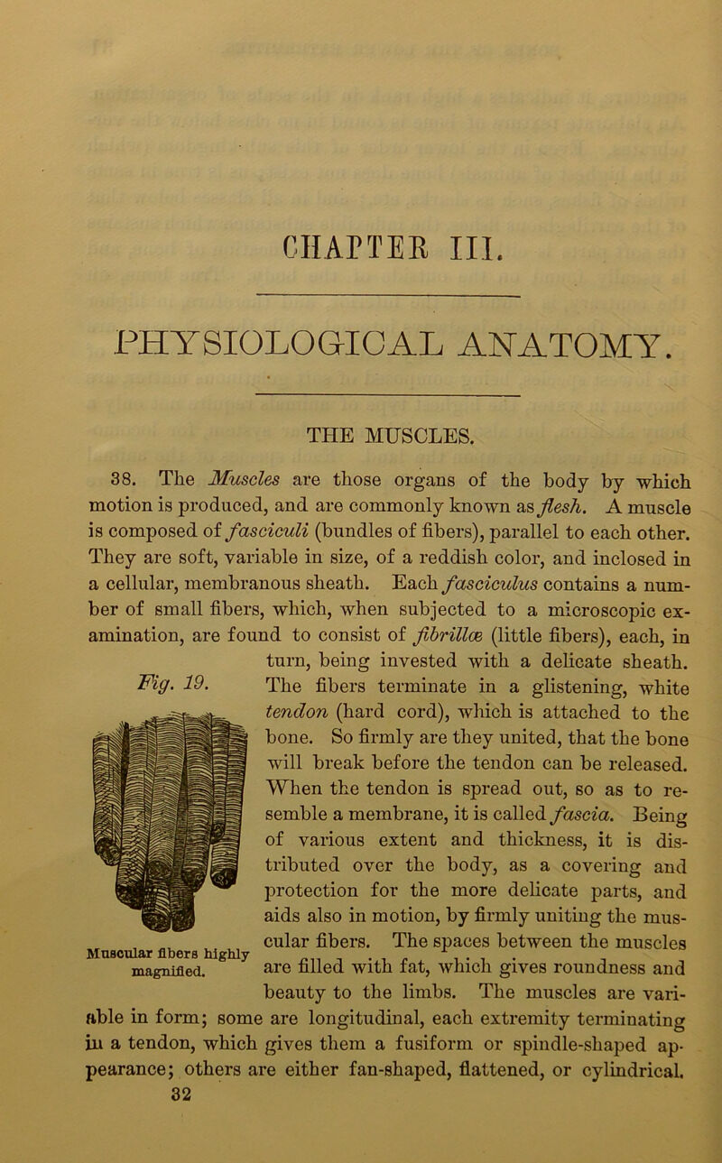 CHAPTER III. PHYSIOLOGICAL ANATOMY. THE MUSCLES. 38. The Muscles are those organs of the body by which motion is produced, and are commonly known as flesh. A muscle is composed of fasciculi (bundles of fibers), parallel to each other. They are soft, variable in size, of a reddish color, and inclosed in a cellular, membranous sheath. Each fasciculus contains a num- ber of small fibers, which, when subjected to a microscopic ex- amination, are found to consist of fbrillce (little fibers), each, in turn, being invested with a delicate sheath. The fibers terminate in a glistening, white tendon (hard cord), which is attached to the bone. So firmly are they united, that the bone will break before the tendon can be released. When the tendon is spread out, so as to re- semble a membrane, it is called fascia. Being of various extent and thickness, it is dis- tributed over the body, as a covering and protection for the more delicate parts, and aids also in motion, by firmly uniting the mus- cular fibers. The spaces between the muscles are filled with fat, which gives roundness and beauty to the limbs. The muscles are vari- able in form; some are longitudinal, each extremity terminating in a tendon, which gives them a fusiform or spindle-shaped ap- pearance; others are either fan-shaped, flattened, or cylindrical. 32 Fig. 19. Muscular libers highly magnified.