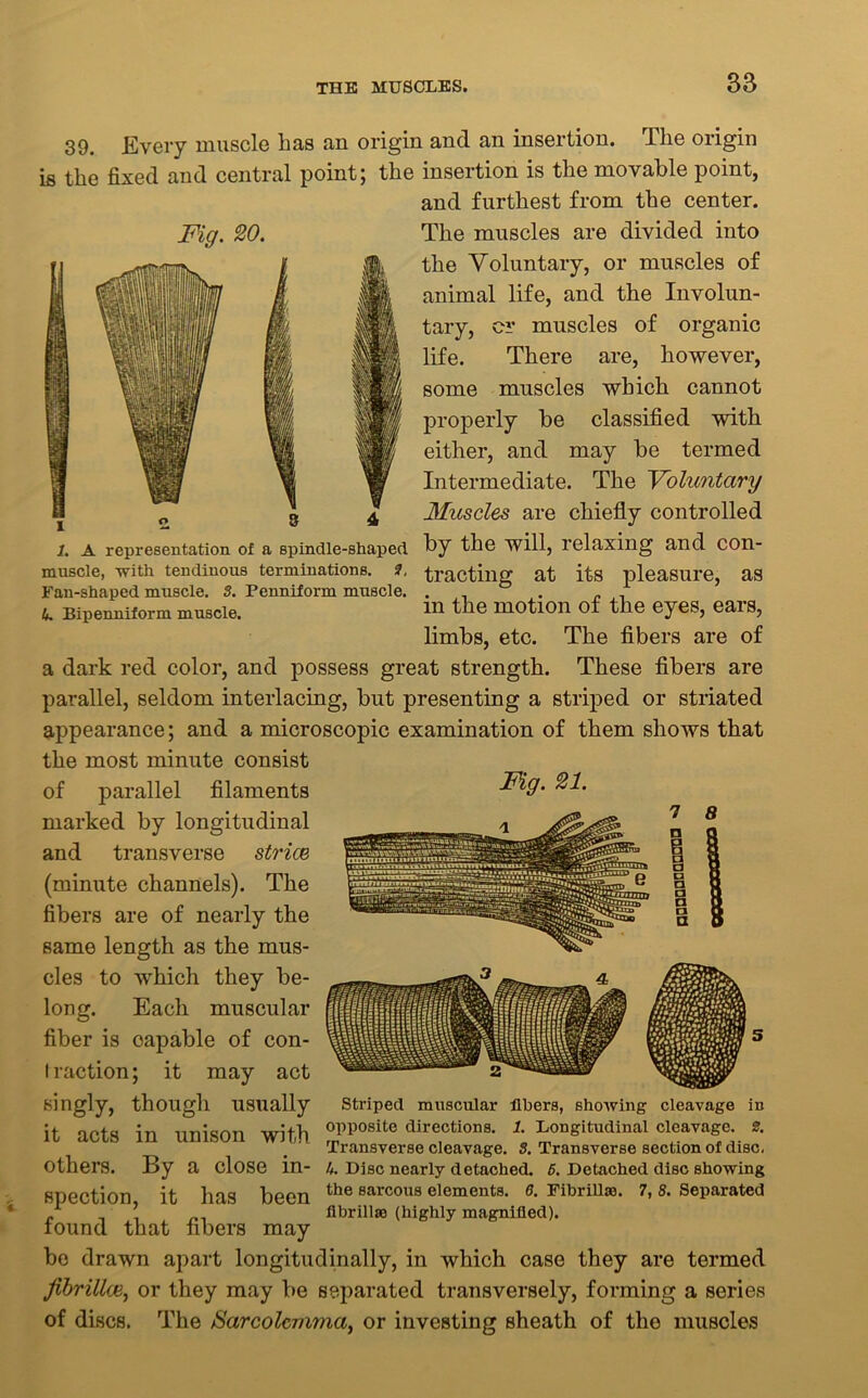 39. .Every muscle has an origin and an insertion. The origin is the fixed and central point; the insertion is the movable point, and furthest from the center. Fig. 20. The muscles are divided into the Voluntary, or muscles of animal life, and the Involun- tary, or muscles of organic life. There are, however, some muscles which cannot properly be classified with either, and may be termed Intermediate. The Voluntary Muscles are chiefly controlled 1. A representation of a spindle-shaped hy the will, relaxing and COn- muscle, with tendinous terminations. 3, tractillg at its pleasure, as 4. Bipenniform muscle. m the motion of the eyes, ears, limbs, etc. The fibers are of a dark red color, and possess great strength. These fibers are parallel, seldom interlacing, but presenting a striped or striated appearance; and a microscopic examination of them shows that the most minute consist of parallel filaments ^9' marked by longitudinal ^ s> 7 8 and transverse striae (minute channels). The fibers are of nearly the same length as the mus- cles to which they be- long. Each muscular fiber is oapable of con- traction; it may act singly, though usually Striped muscular libers, showing cleavage in it acts in unison with °PP0Site direictions- L Longitudinal cleavage 0. Transverse cleavage. 3. Transverse section of disc, Others. By a close in- 4. Disc nearly detached. 5. Detached disc showing SDection it has been the 8arcous elements. 6. Fibrillae. 7, 8. Separated „ ’ flbrillas (highly magnified). found that fibers may be drawn apart longitudinally, in which case they are termed fibrilloe, or they may be separated transversely, forming a series of discs. The fiarcolcmma, or investing sheath of the muscles