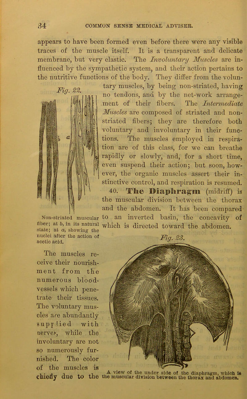 Fig. 22. appears to have been formed even before there were any visible traces of the muscle itself. It is a transparent and delicate membrane, but very elastic. The Involuntary Muscles are in- fluenced by the sympathetic system, and their action pertains to the nutritive functions of the body. They differ from the volun- tary muscles, by being non-striated, having no tendons, and by the net-work arrange- ment of their fibers. The Intermediate Muscles are composed of striated and non- striated fibers; they are therefore both voluntary and involuntary in their func- tions. The muscles employed in respira- tion are of this class, for we can breathe rapidly or slowly, and, for a short time, even suspend their action; but soon, how- ever, the organic muscles assert their in- stinctive control, and respiration is resumed. 40. The Diaphragm (midriff) is the muscular division between the thorax and the abdomen. It has been compared Non-striated muscular to an inverted basin, the concavity of fiber; at 6, in its natural which is directed toward the abdomen. Fig. 23. state; at a, showing the nuclei after the action of acetic acid. The muscles re- ceive their nourish- ment from the numerous blood- vessels which pene- trate their tissues. The voluntary mus- cles are abundantly supplied with nerve e, while the involuntary are not so numerously fur- nished. The color of the muscles is i . j j . . -i ■A. view of the undor side of the diaphragm, which is cnieny Clue to tne the muscular division between the thorax and abdomen.