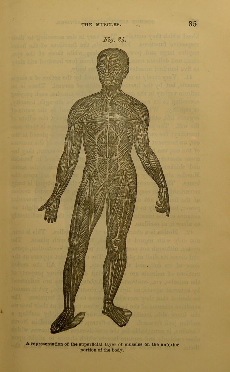 *V A representation of the superficial layer of muscles on the anterior portion of the body.