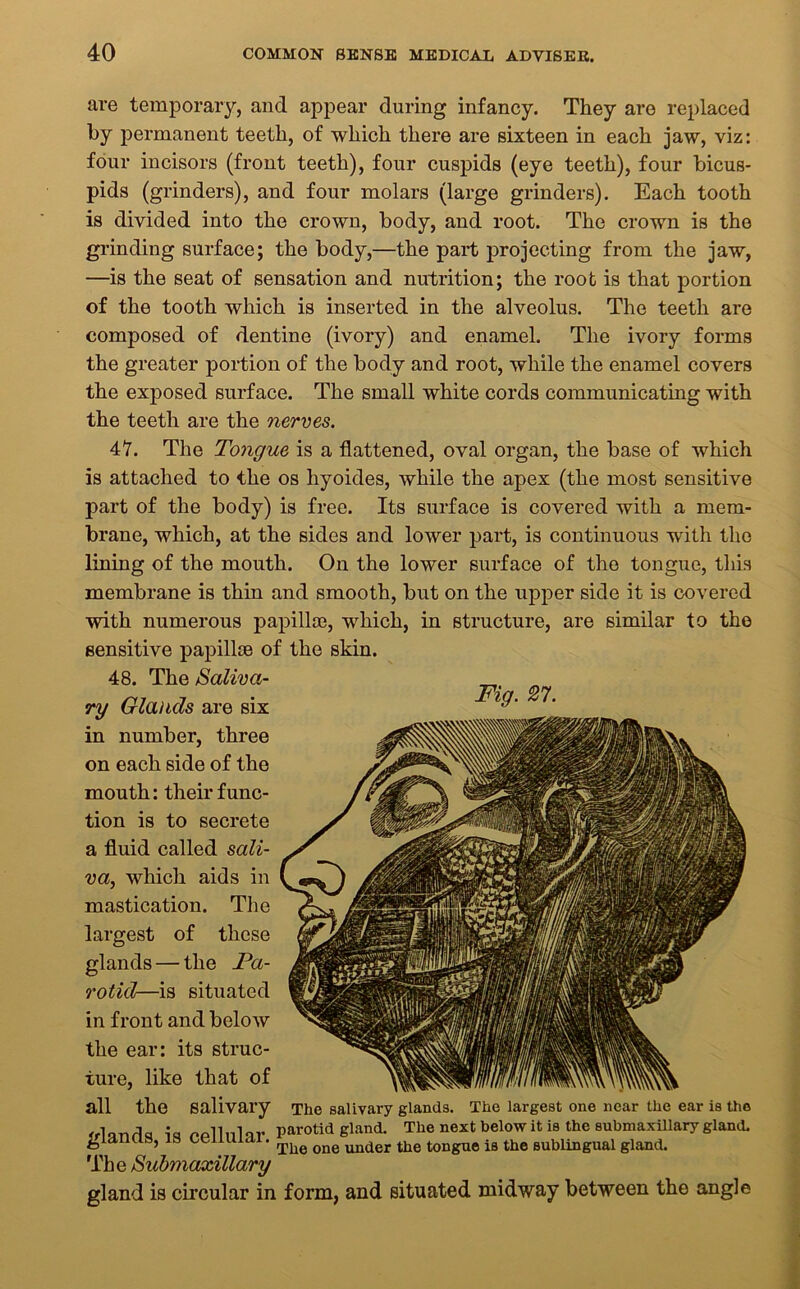 are temporary, and appear during infancy. They are replaced by permanent teeth, of which there are sixteen in each jaw, viz: four incisors (front teeth), four cuspids (eye teeth), four bicus- pids (grinders), and four molars (large grinders). Each tooth is divided into the crown, body, and root. The crown is the grinding surface; the body,—the part projecting from the jaw, —is the seat of sensation and nutrition; the root is that portion of the tooth which is inserted in the alveolus. The teeth are composed of dentine (ivory) and enamel. The ivory forms the greater portion of the body and root, while the enamel covers the exposed surface. The small white cords communicating with the teeth are the nerves. 47. The Tongue is a flattened, oval organ, the base of which is attached to the os liyoides, while the apex (the most sensitive part of the body) is free. Its surface is covered with a mem- brane, which, at the sides and lower part, is continuous wdth the lining of the mouth. On the lower surface of the tongue, this membrane is thin and smooth, but on the upper side it is covered with numerous papillae, which, in structure, are similar to the sensitive papillae of the skin. 48. The Saliva- ry Glands are six in number, three on each side of the mouth: their func- tion is to secrete a fluid called sali- va, which aids in mastication. The largest of these glands — the Pa- rotid—is situated in front and below the ear: its struc- ture, like that of all the salivary The salivary glands. The largest one near the ear is tho <rl a -n rl a ia^ollnlar parotid gland. The next below it is the submaxillary gland, gianus, is oenuiai. The Qne UQder tongTie i8 the BUbiingual gland. The Submaxillary gland is circular in form, and situated midway between the angle